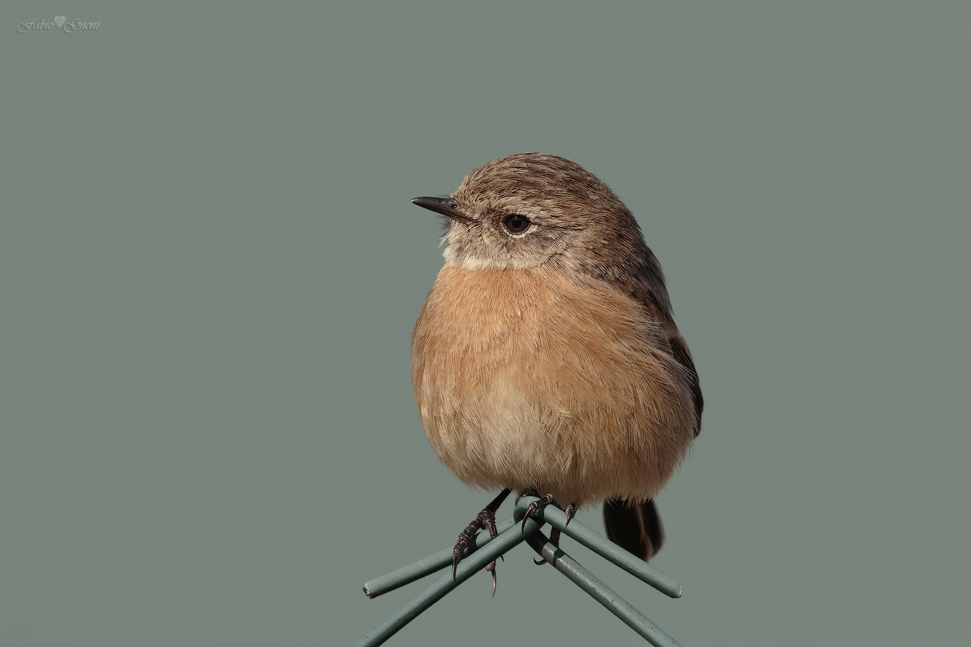 stonechat...