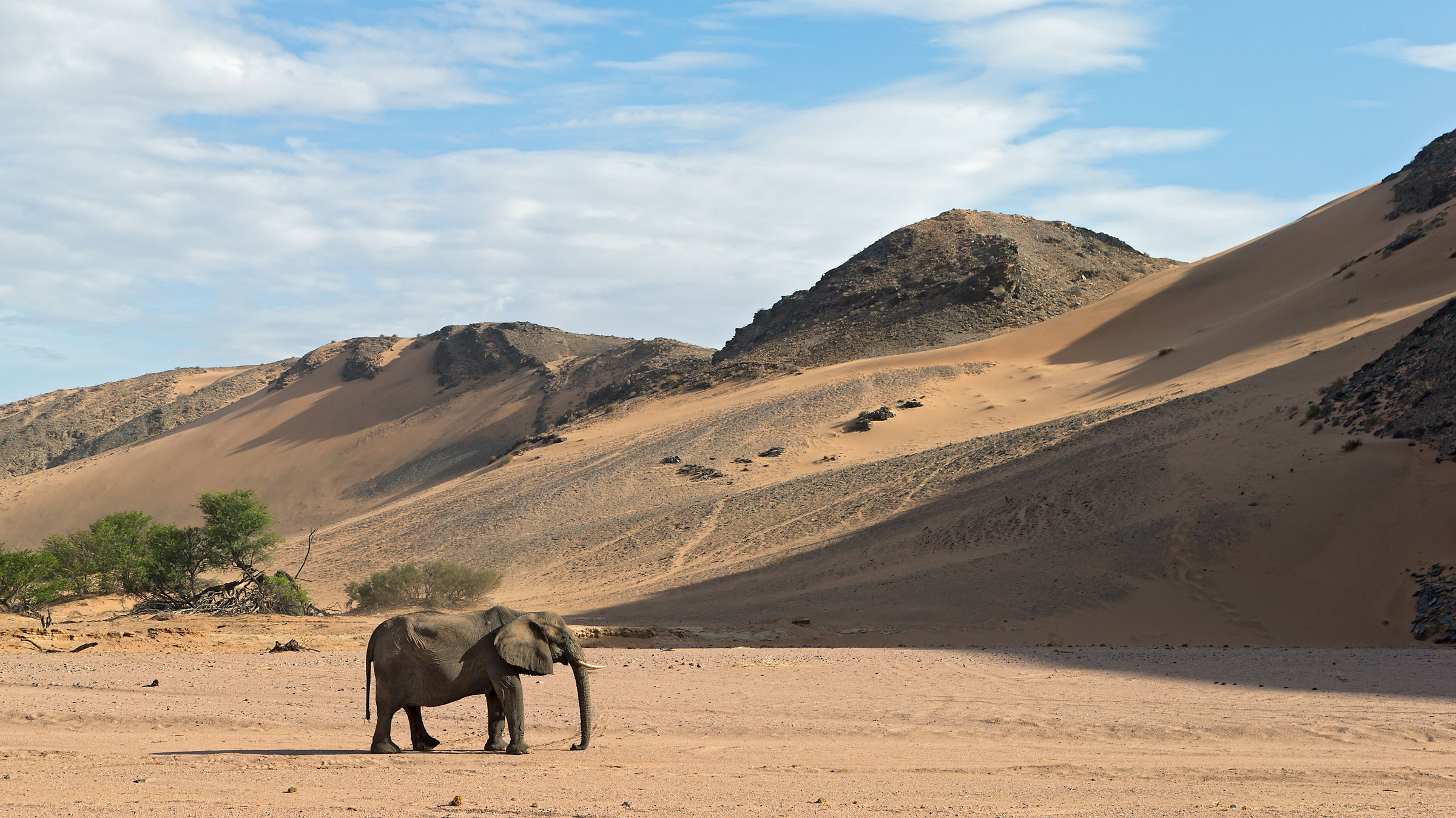 Gli elefanti del deserto...