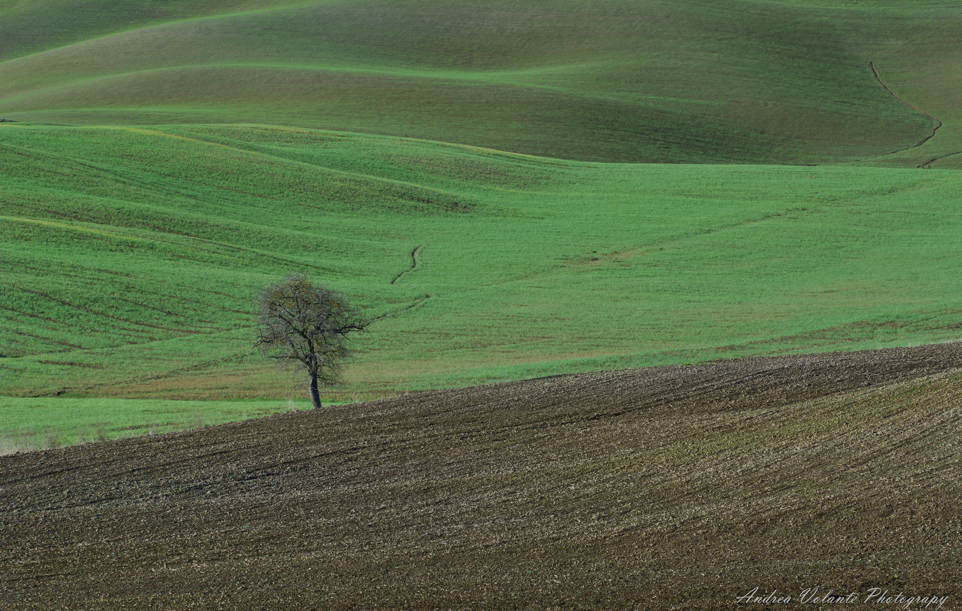 The lonely ... in a privileged d'Orcia land....
