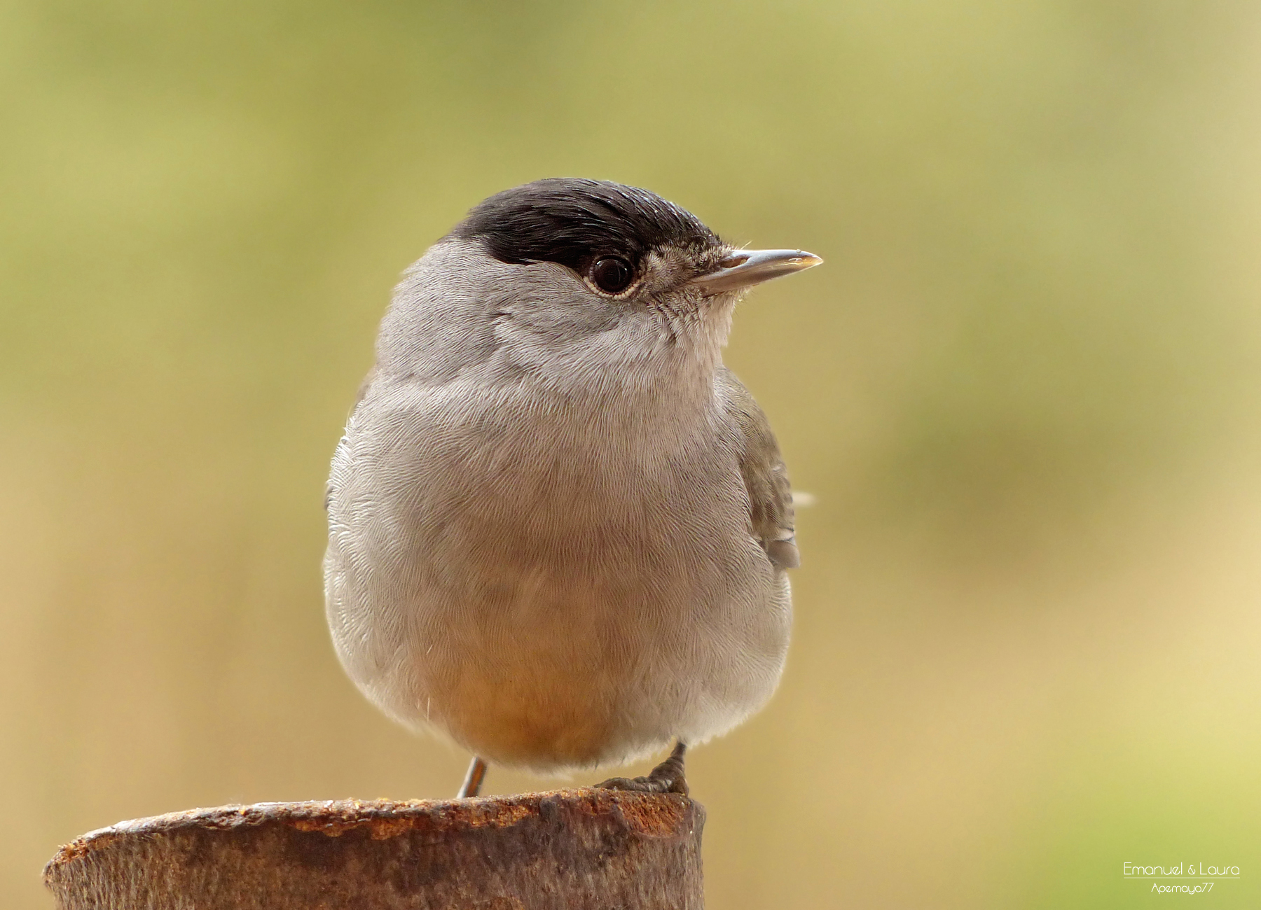 male blackcap...