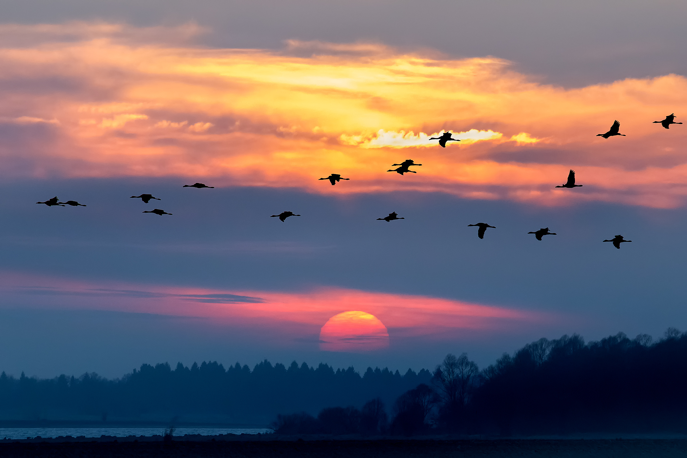 Cranes at sunset...