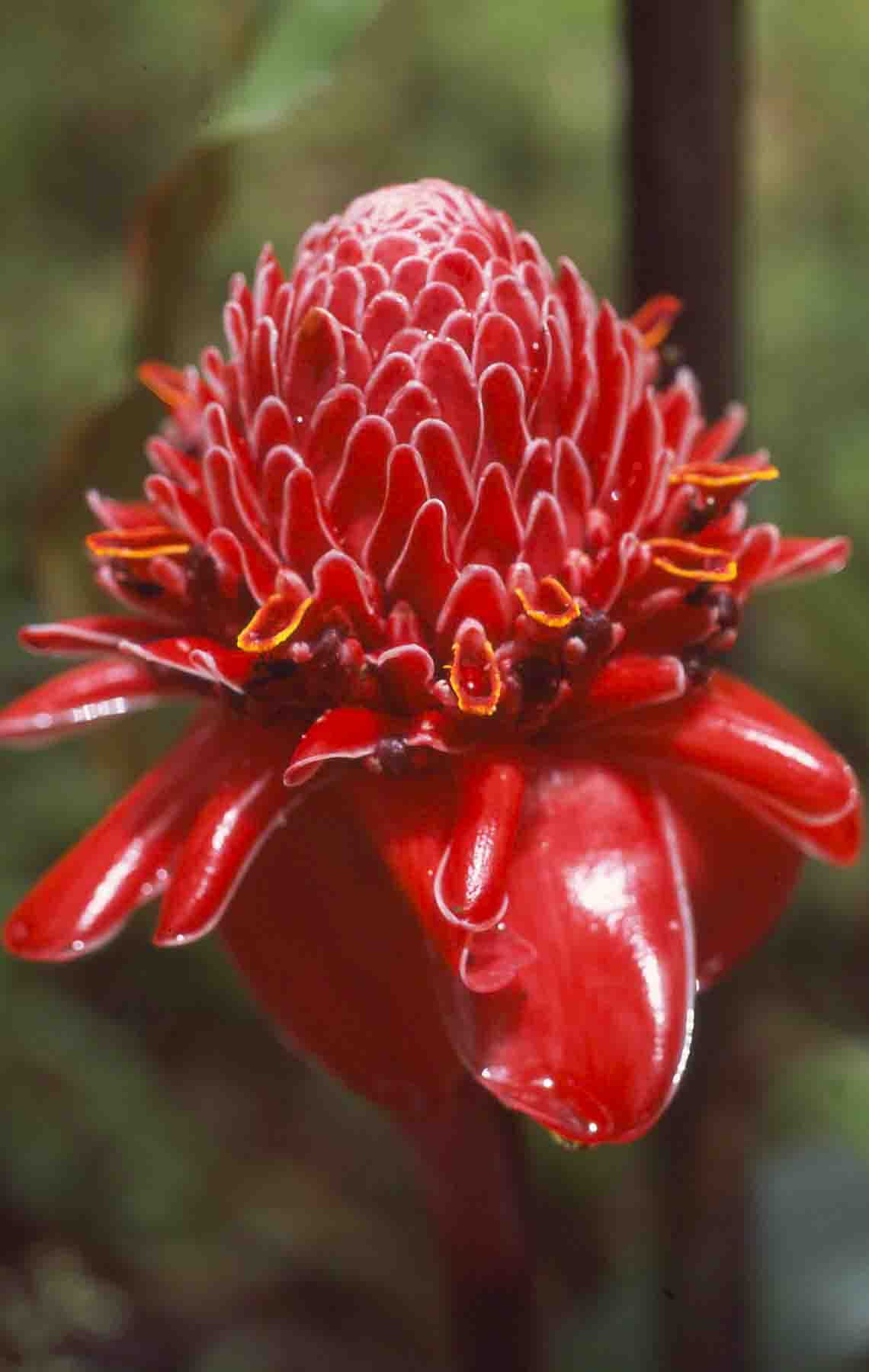 Torch ginger flower - Costa Rica...