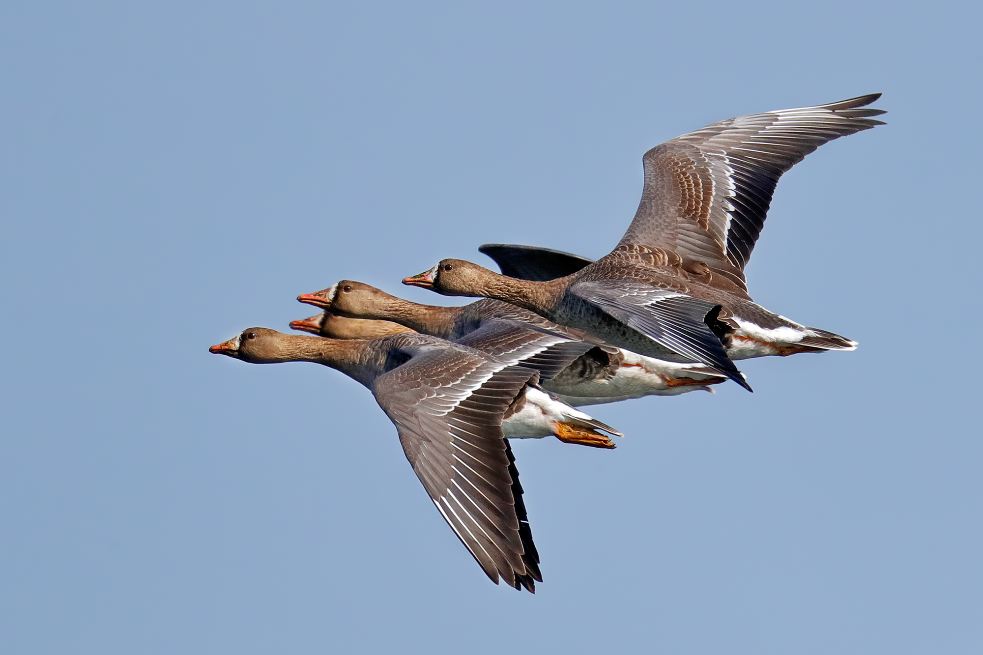 Fronted geese in spring migration...
