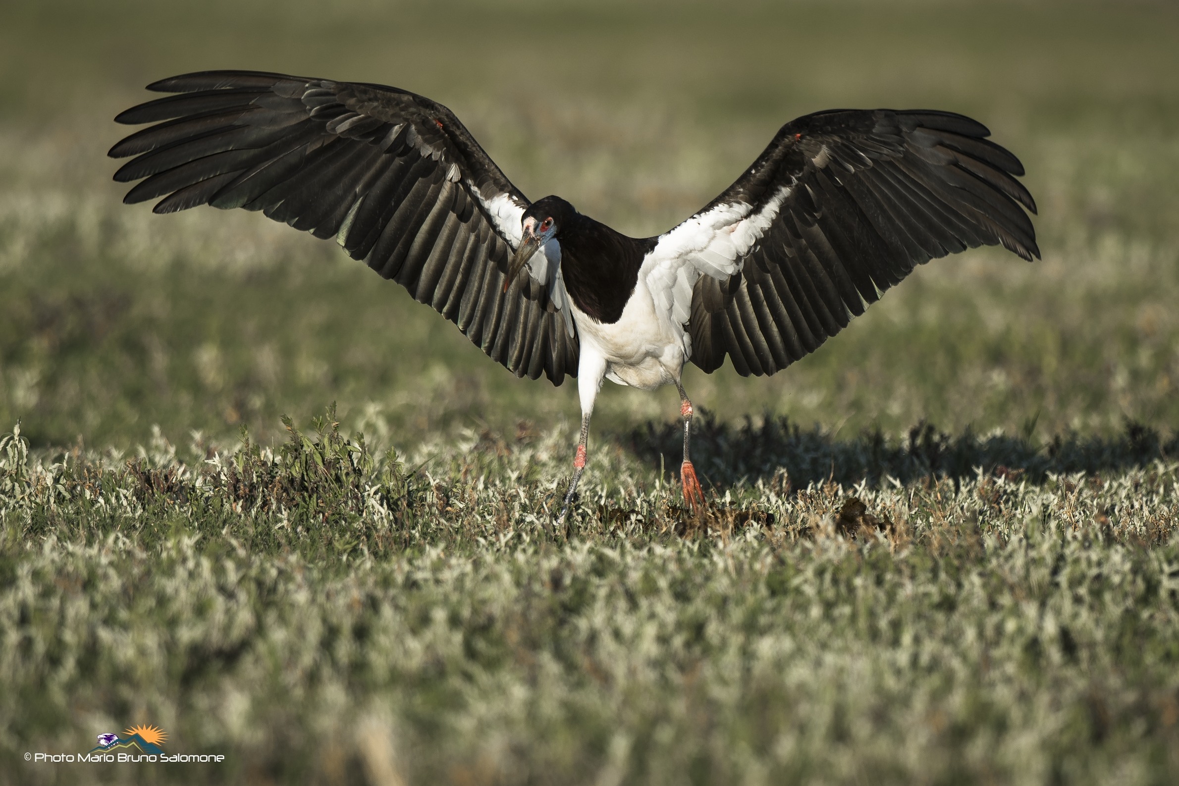 black Stork...