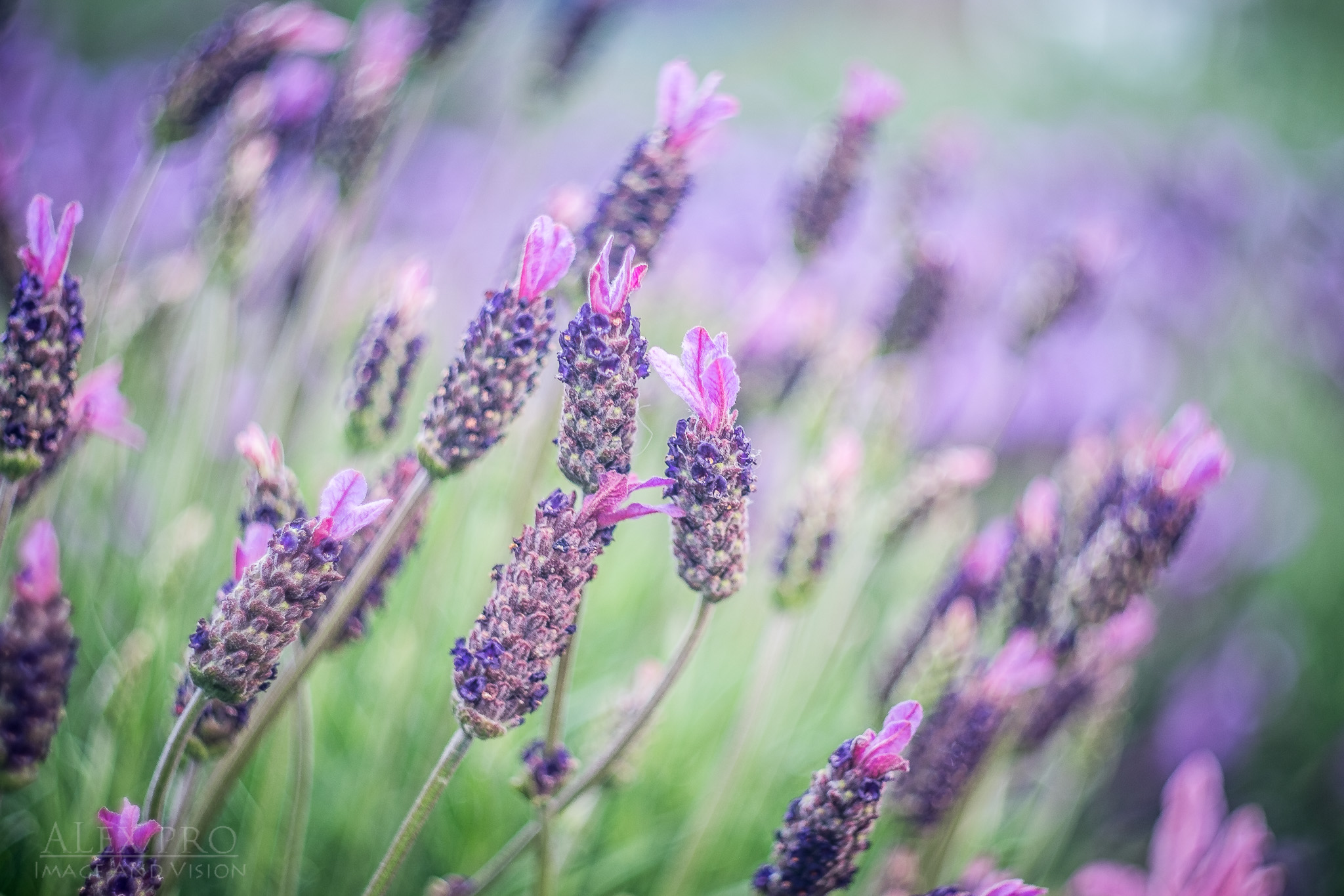 Lavender...