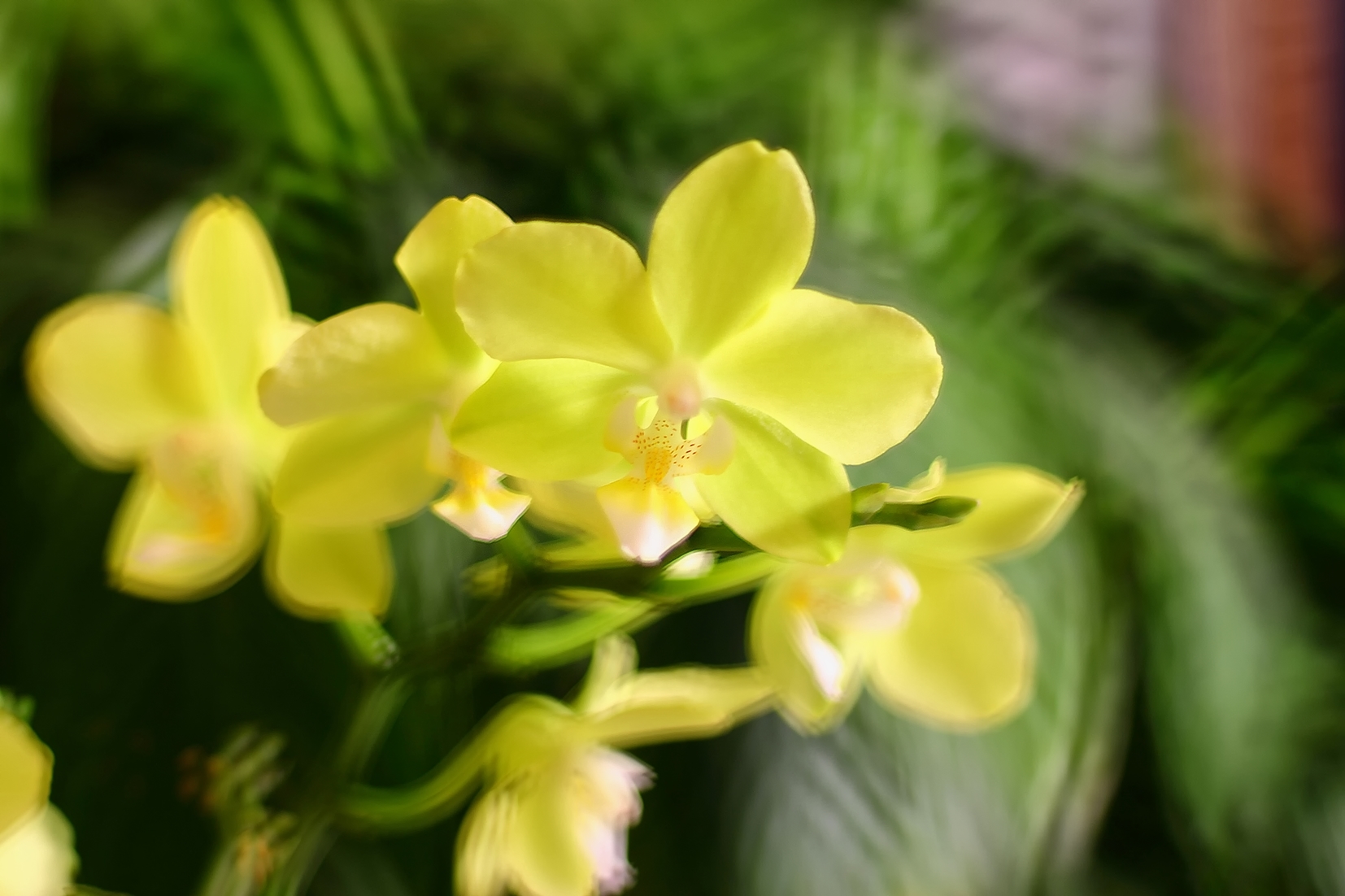 Orchidea gialla...