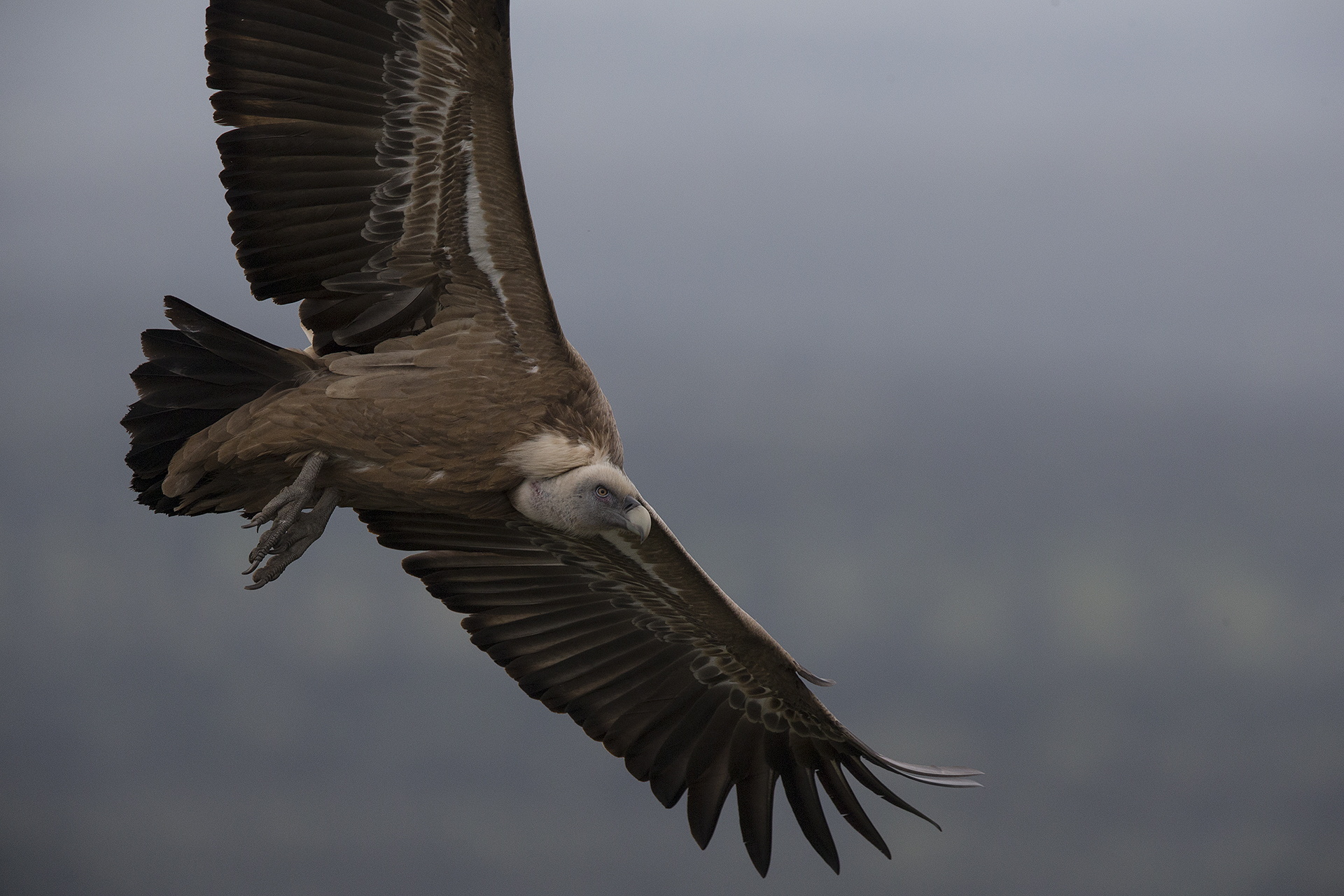 Griffon vulture in flight...