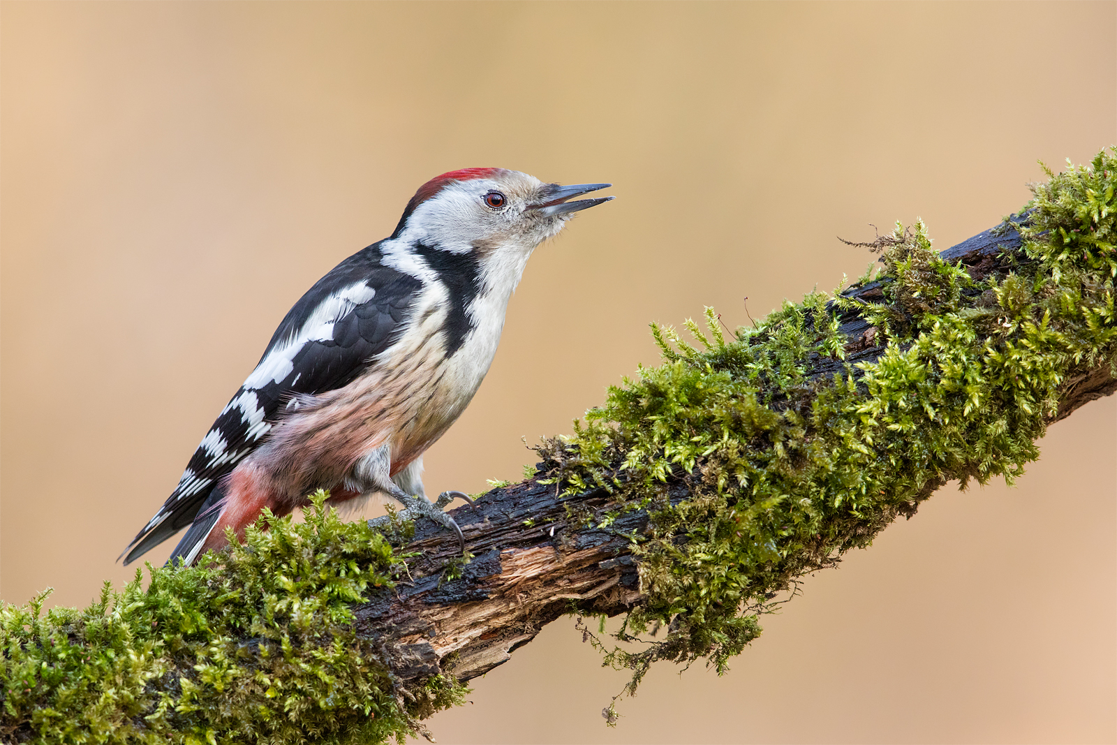 Middle spotted woodpecker (Dendrocopos medius)...