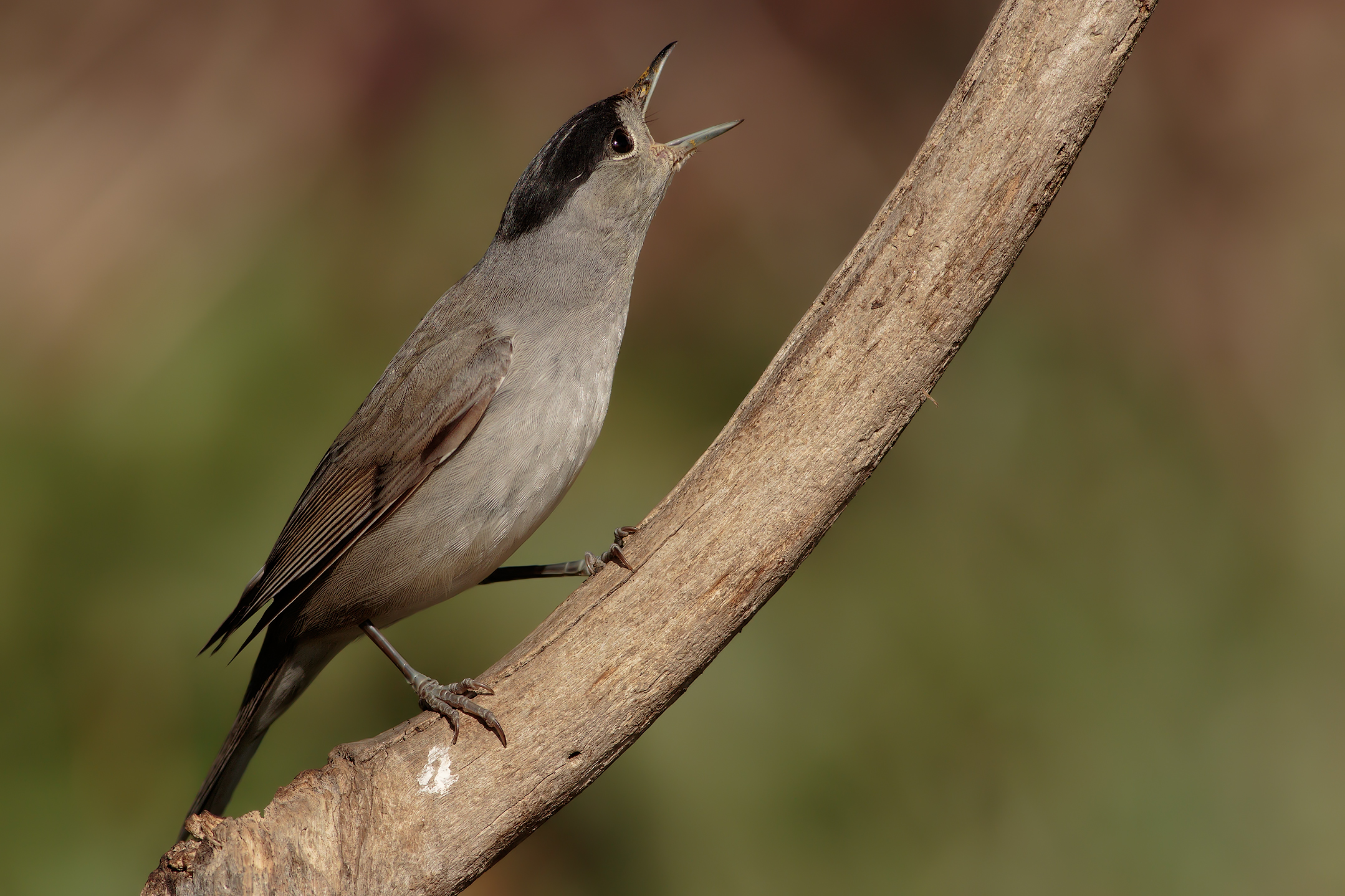 The song of the Blackcap...