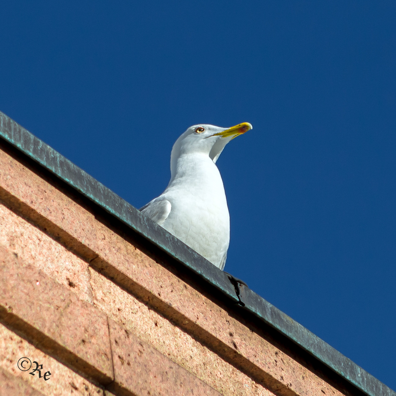 Seagull peering...