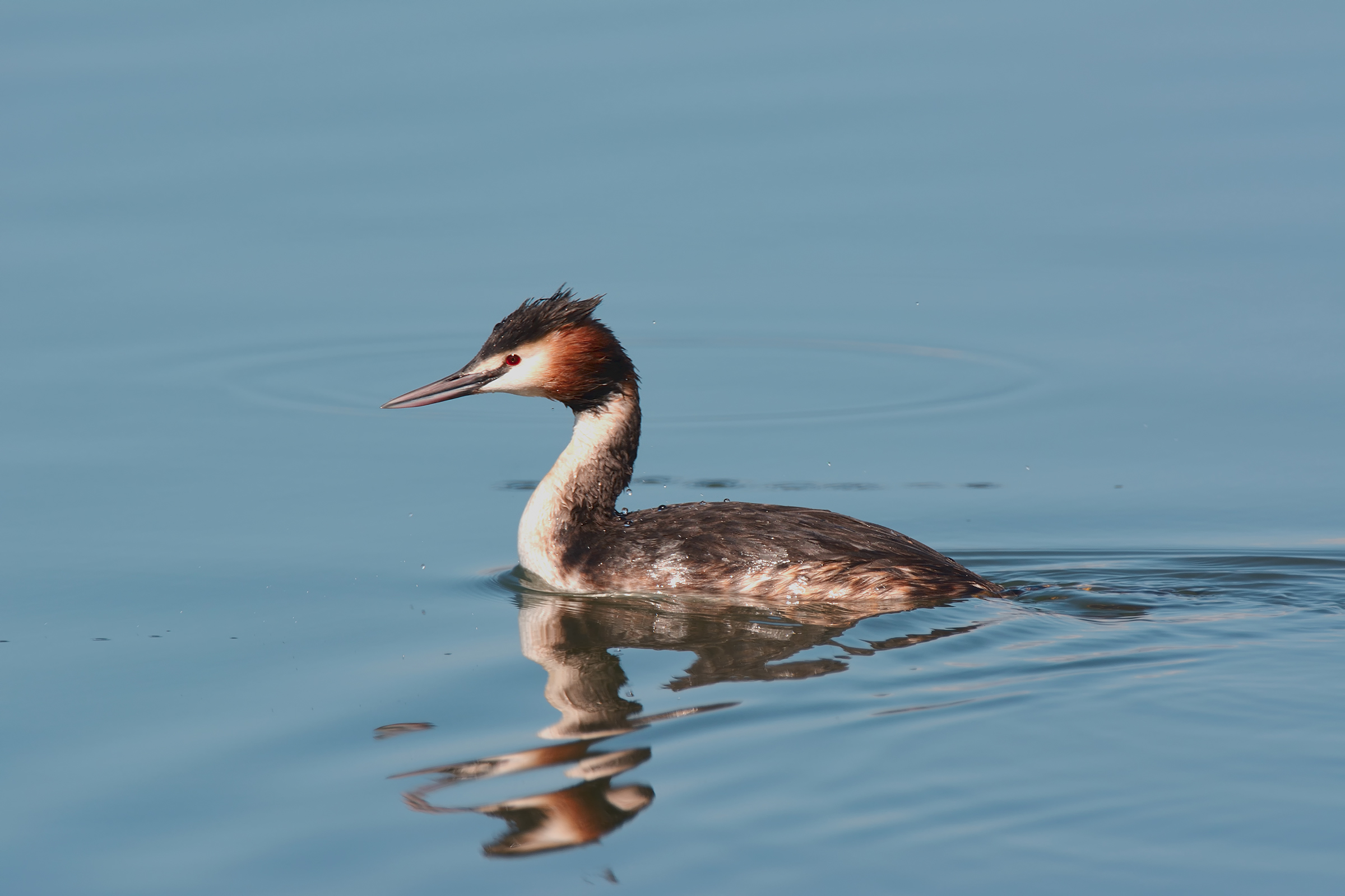 Grebe...