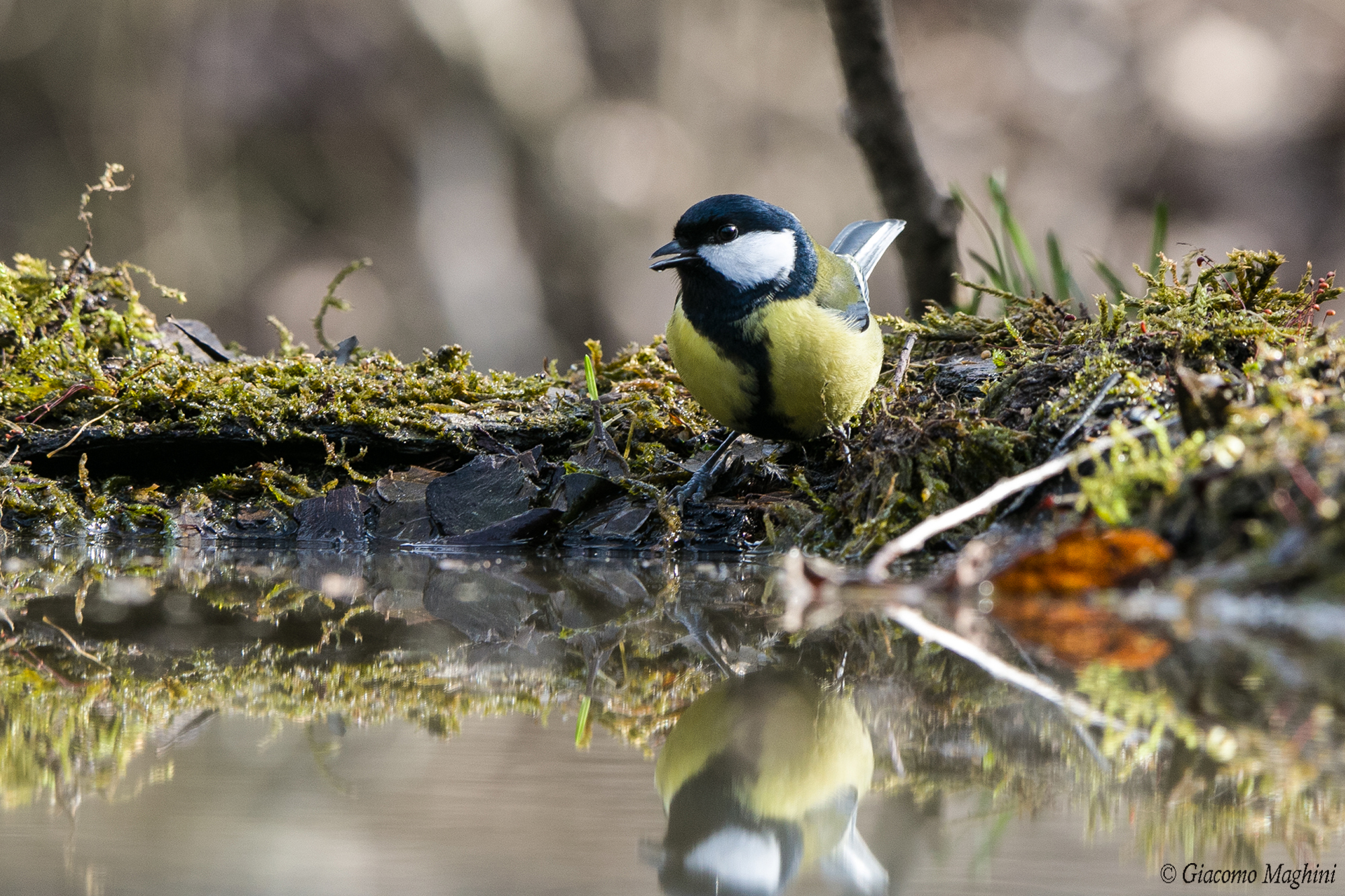 Great Tit...