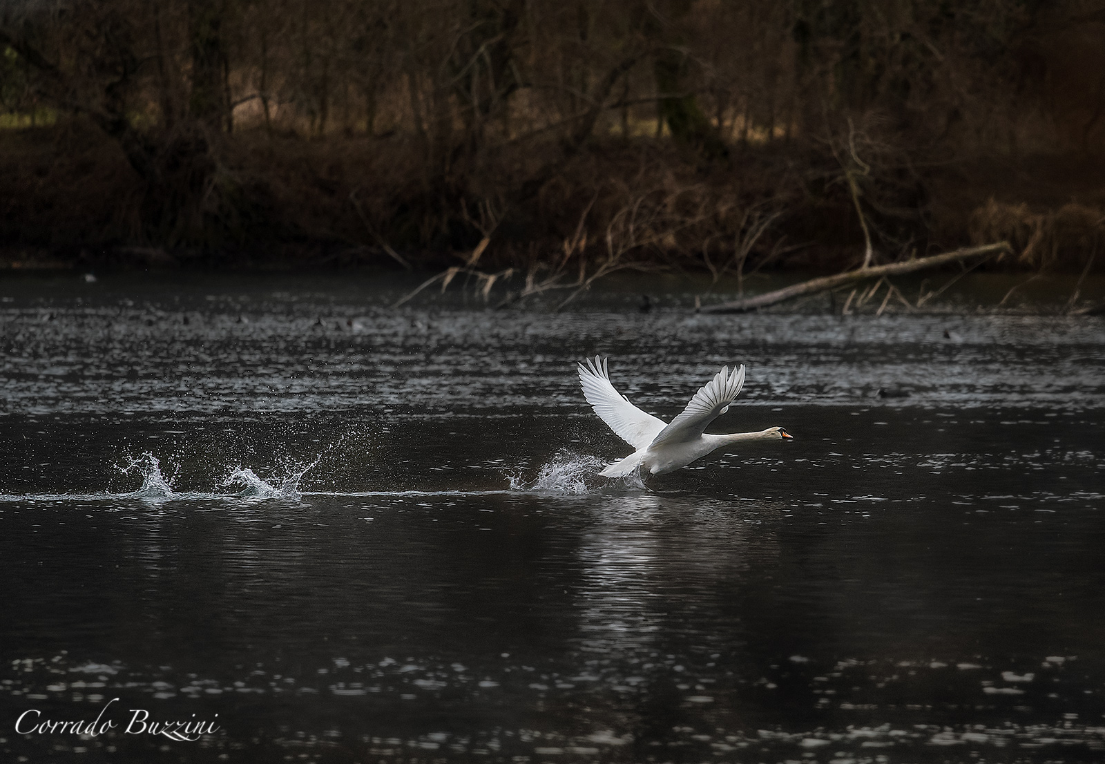 Swan taking off...