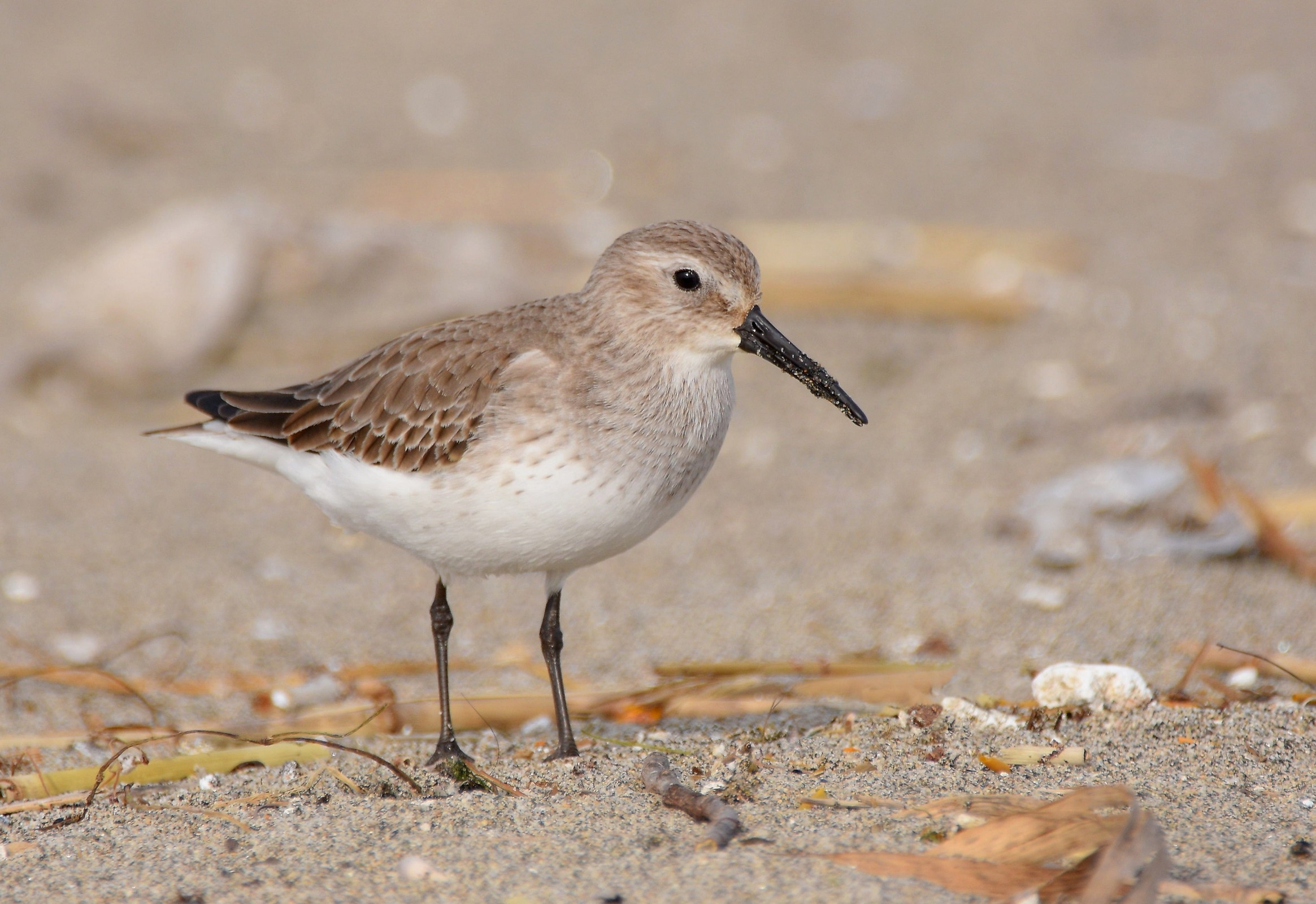 Dunlin...