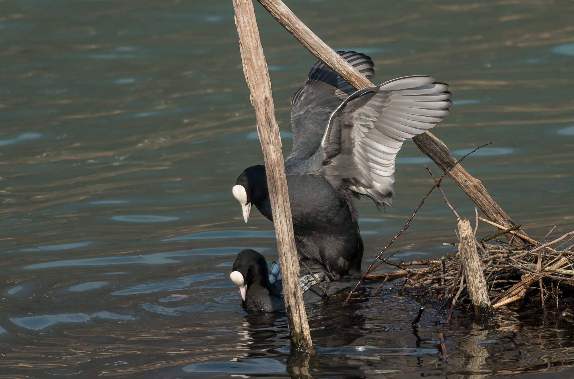 of nests and mating time (coots)...