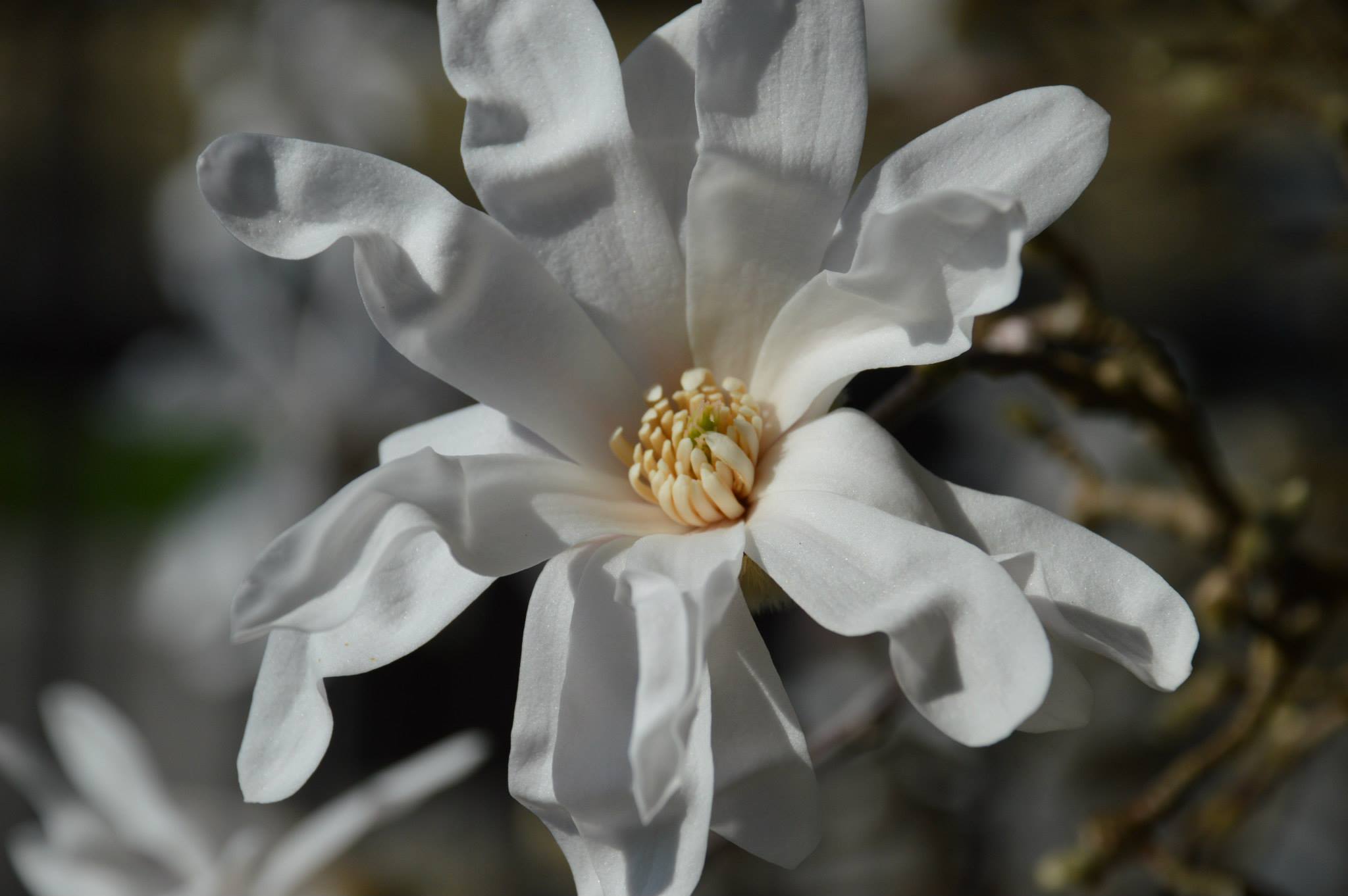 Magnolia stellata...