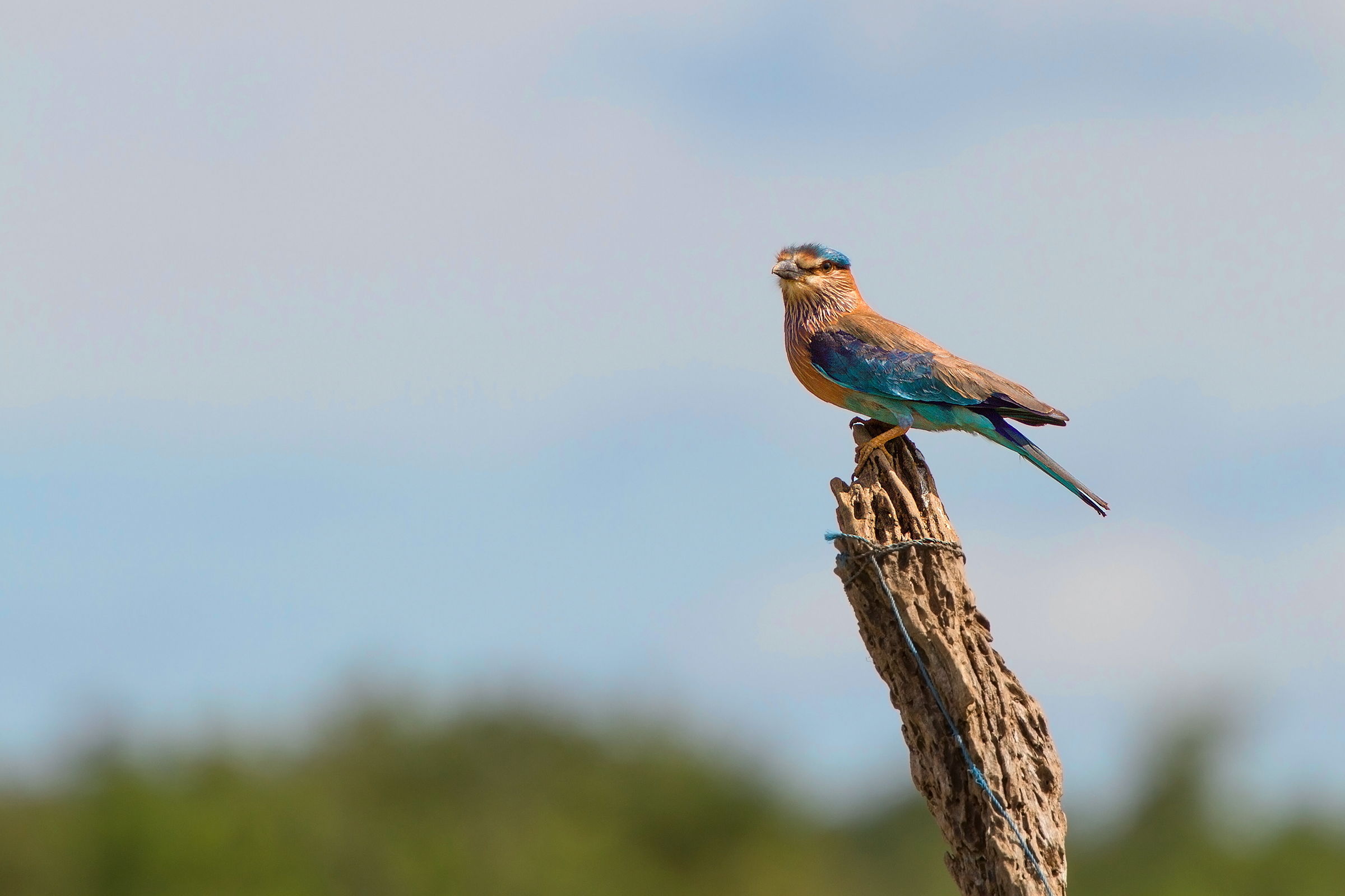 Indian Roller...