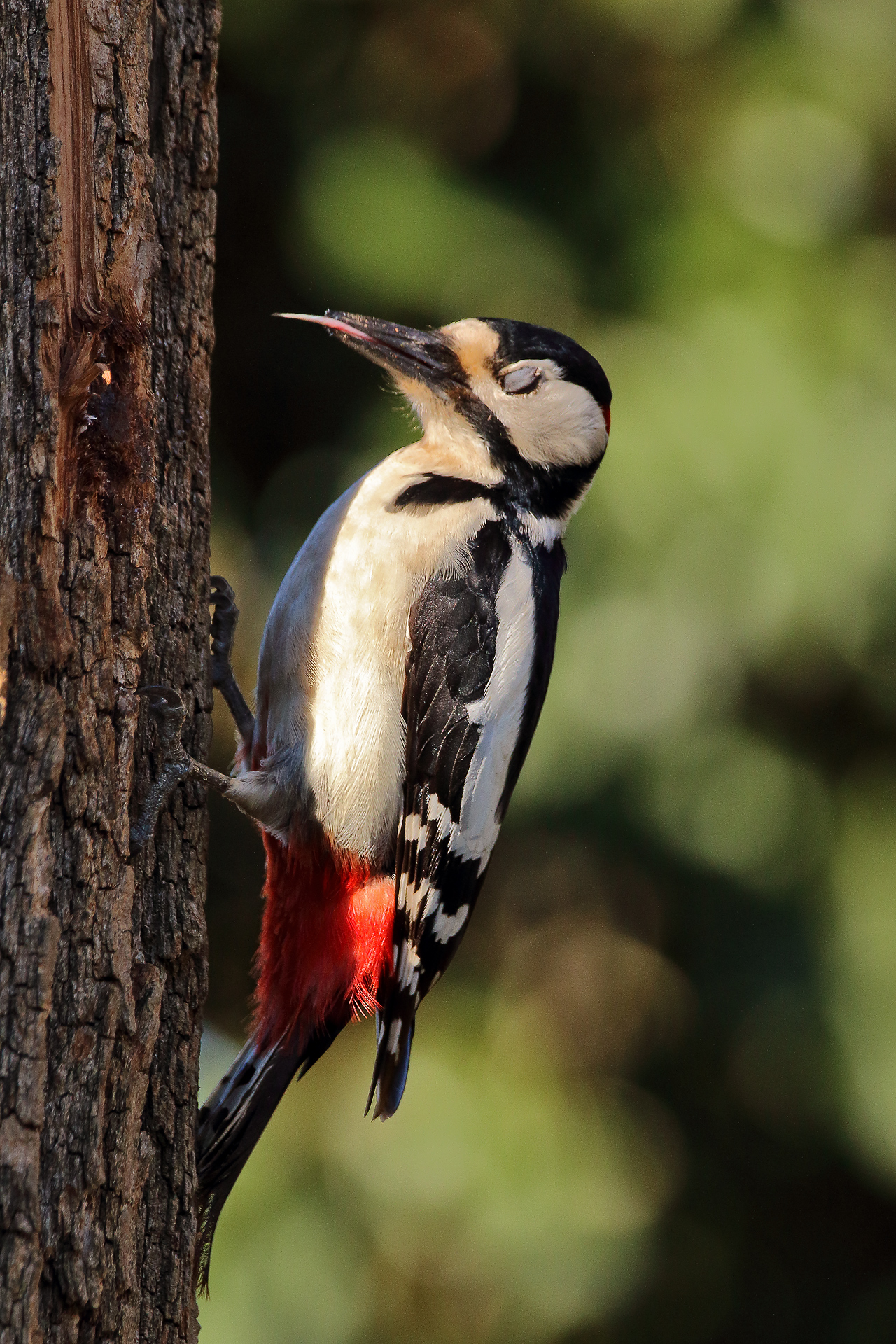 woodpecker m....