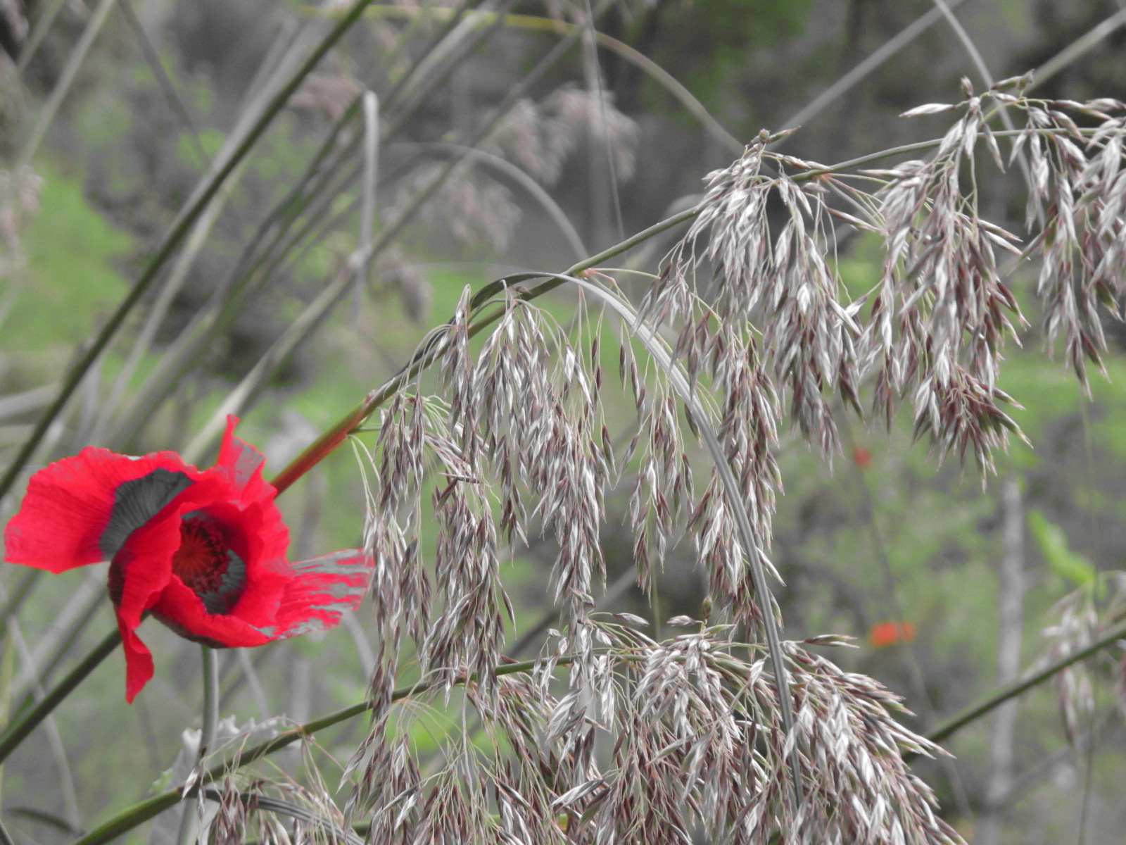 in giardino...
