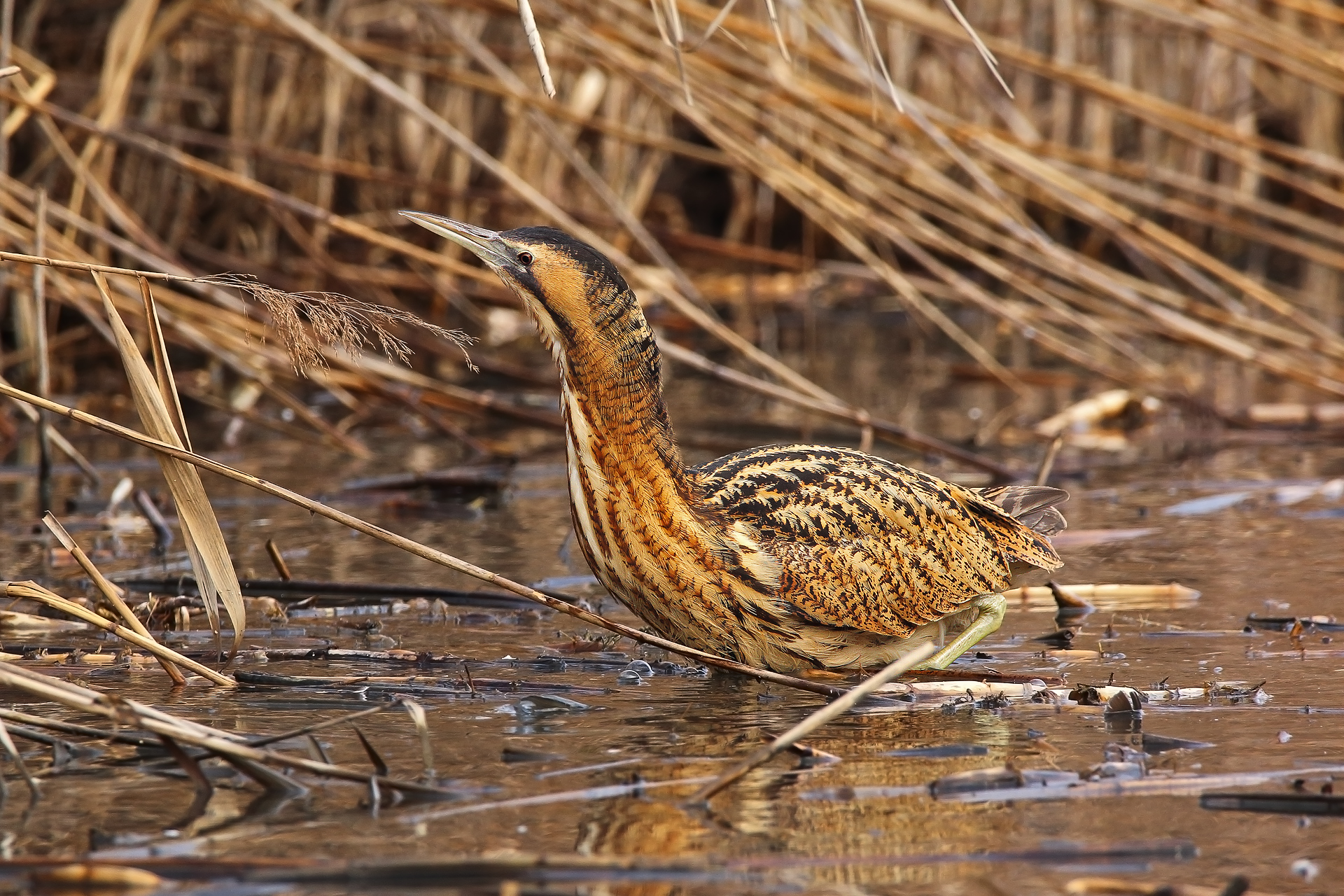 bittern...