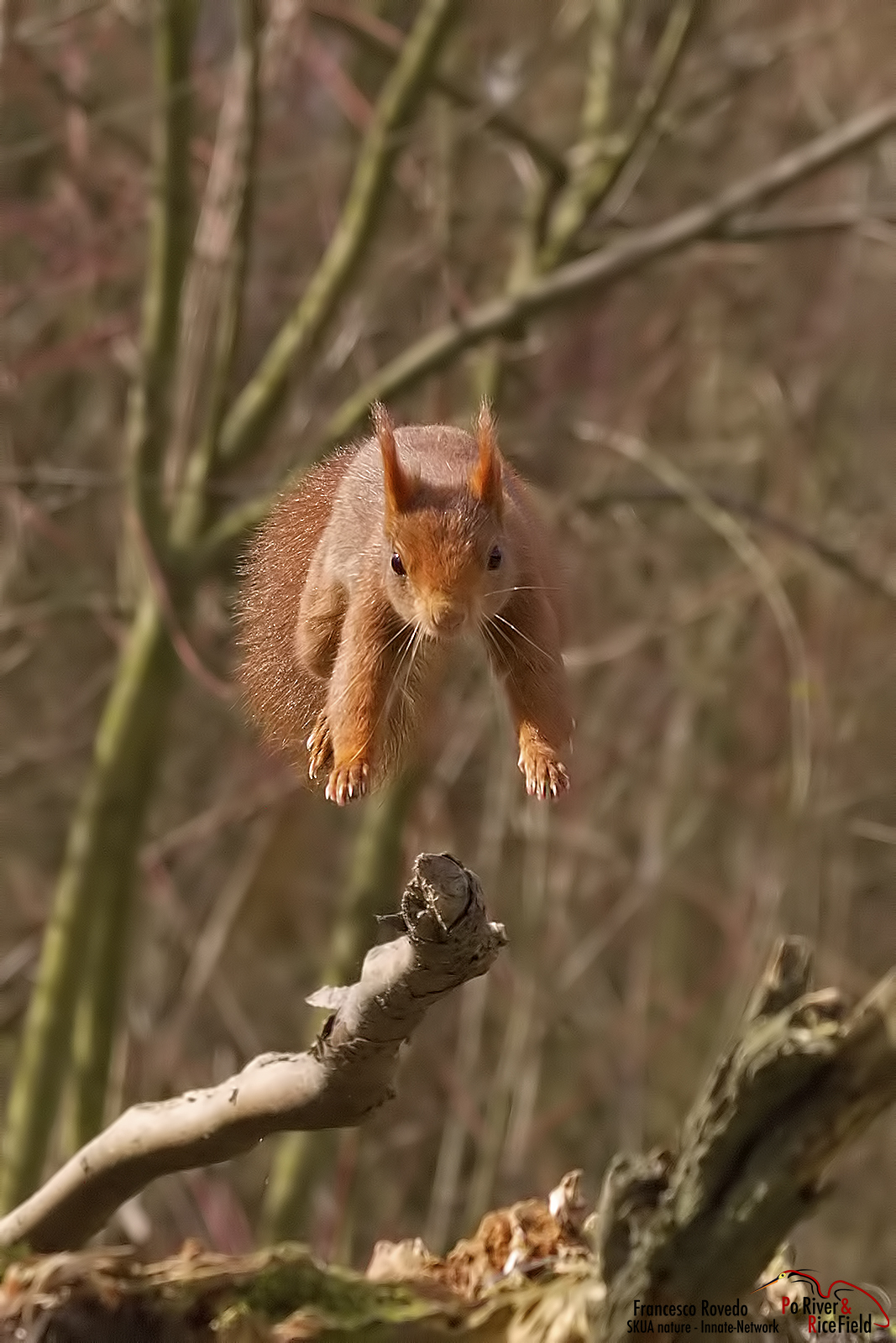 jump !...