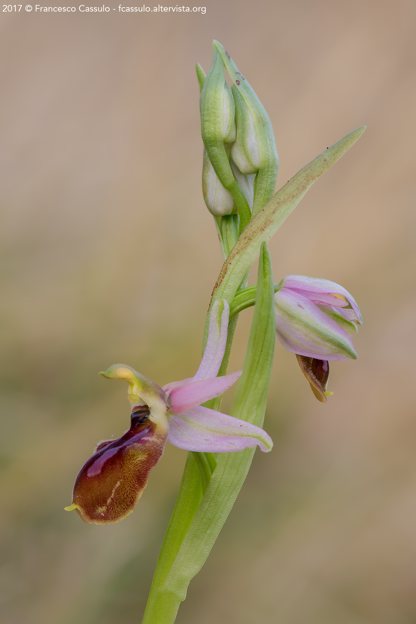 Ophrys exaltata Ten....