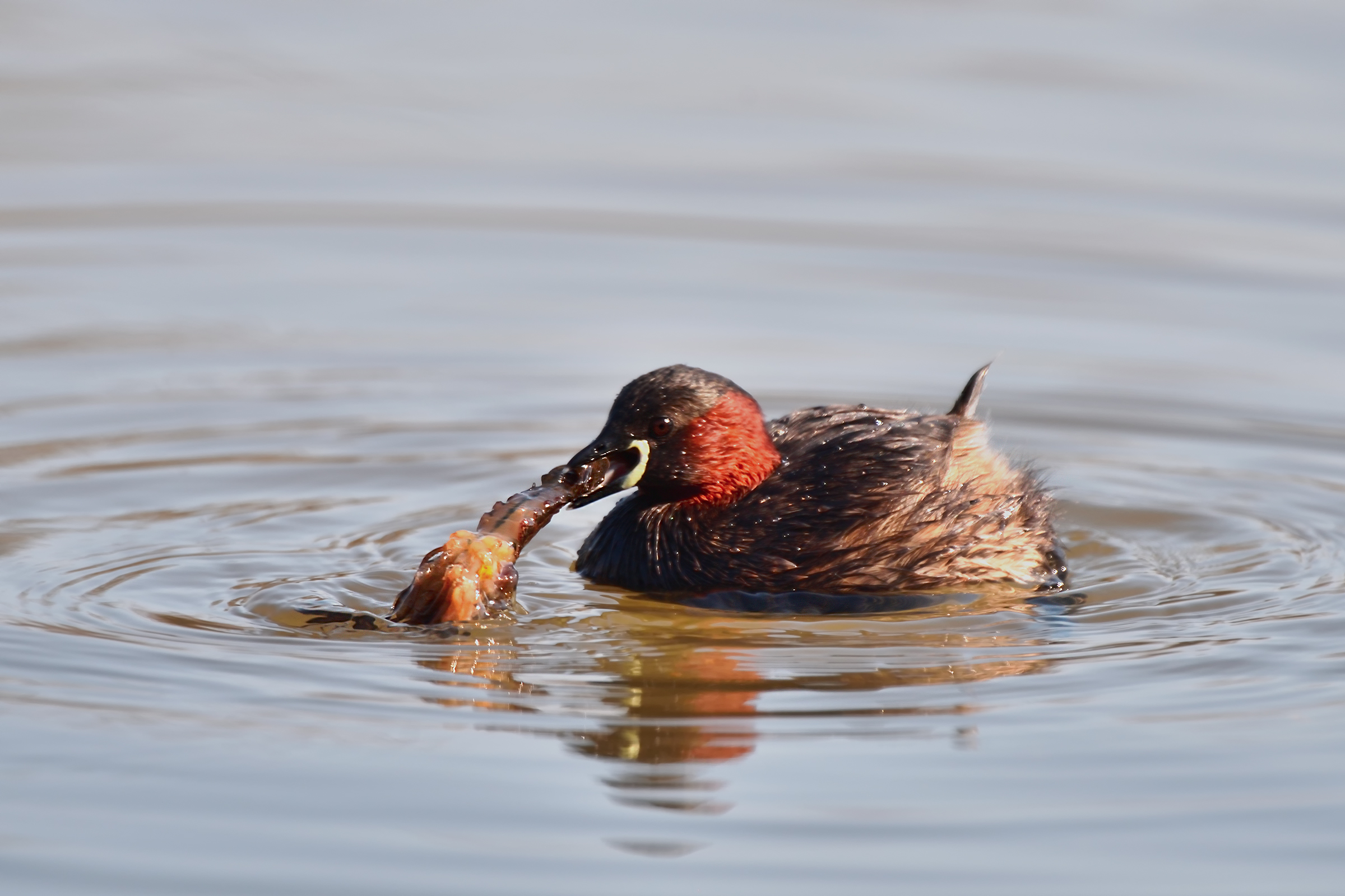The little grebe and the Shrimp...