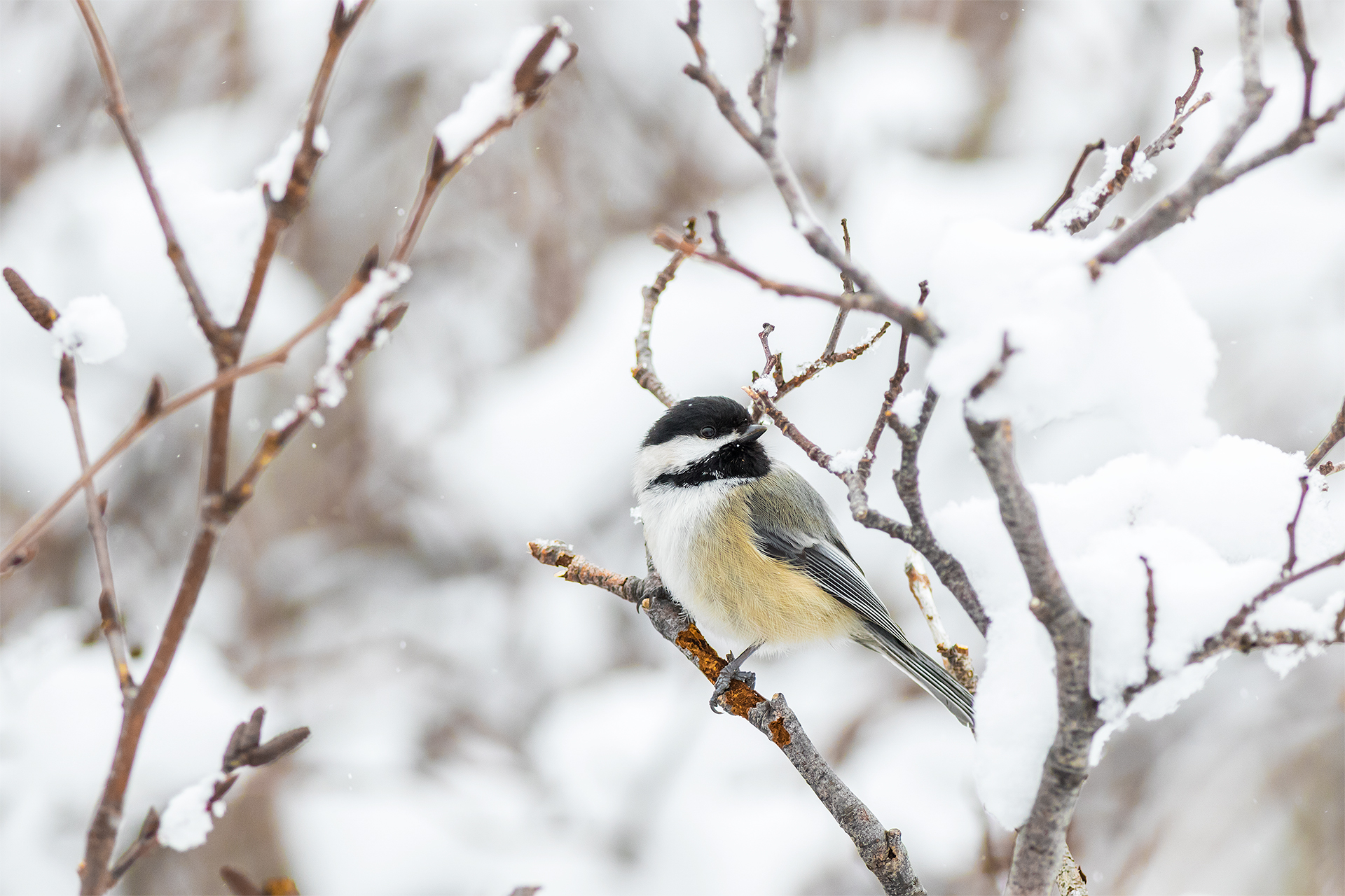 Coal Tit...