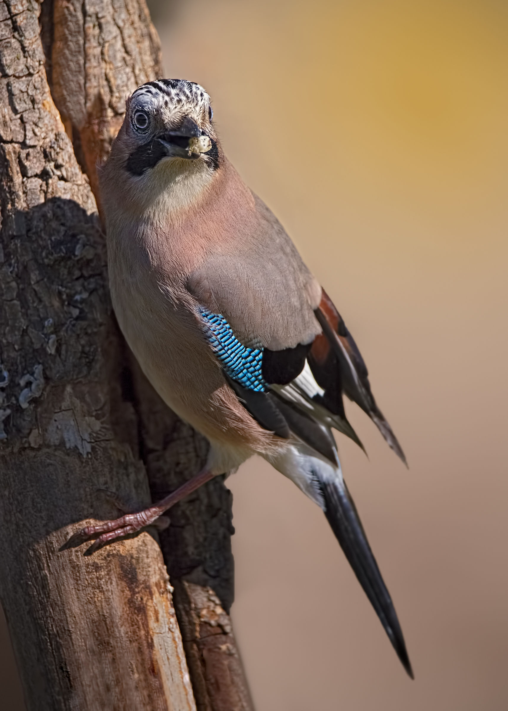 Garrulus glandarius...