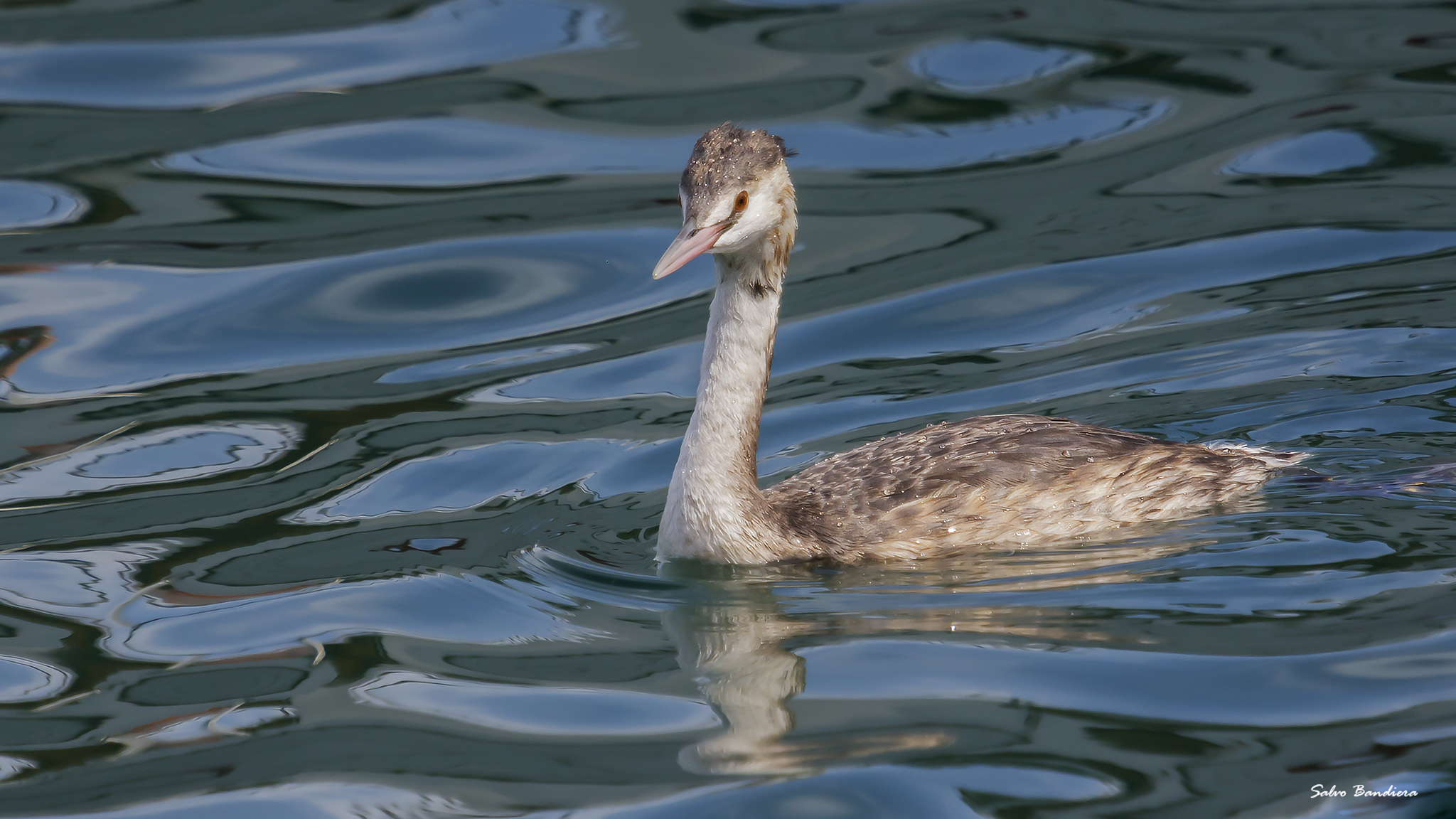 Great Crested Grebe...