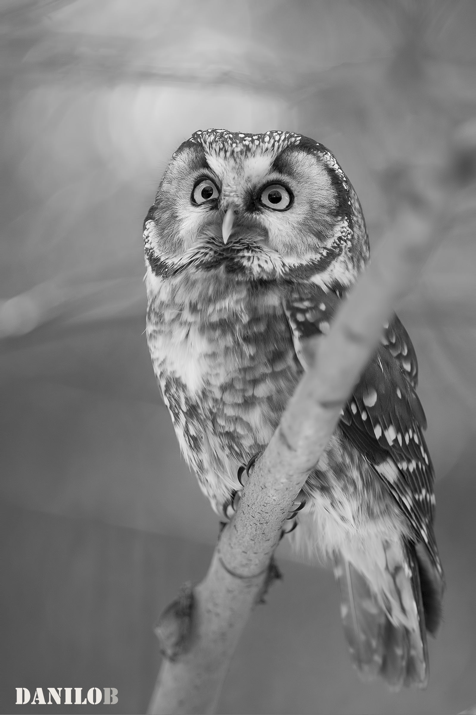 Owl in B / N...