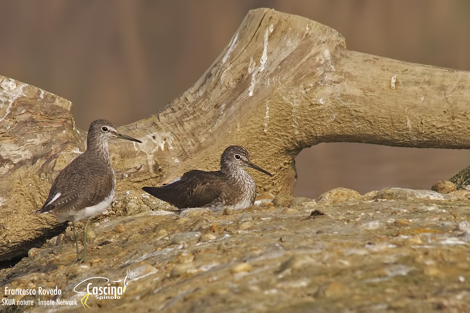 sandpiper...