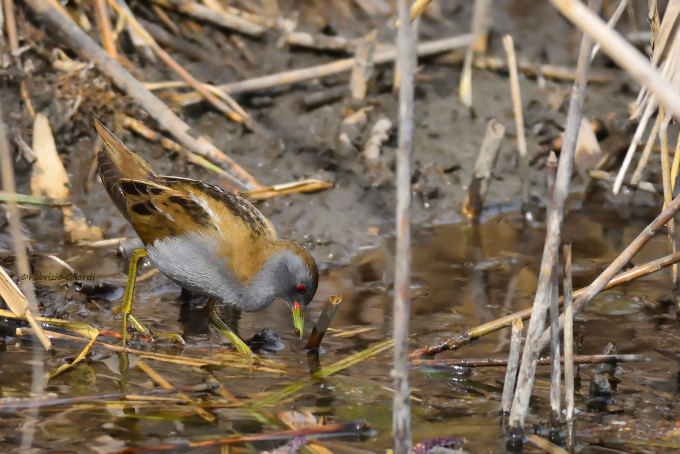 Little Crake (Porzana parva)...