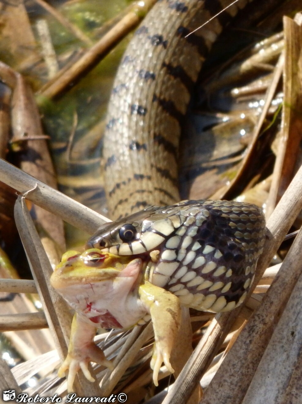 Grass snake (Natrix natrix)...