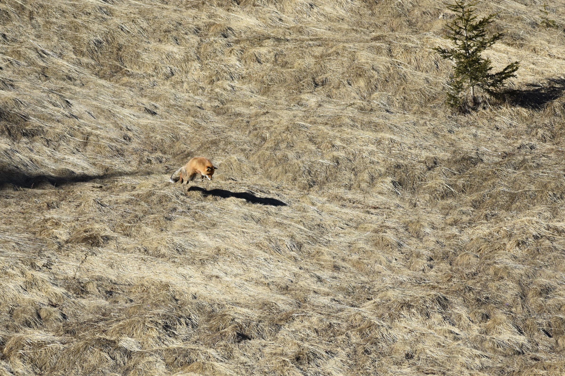 fox: the ambush...
