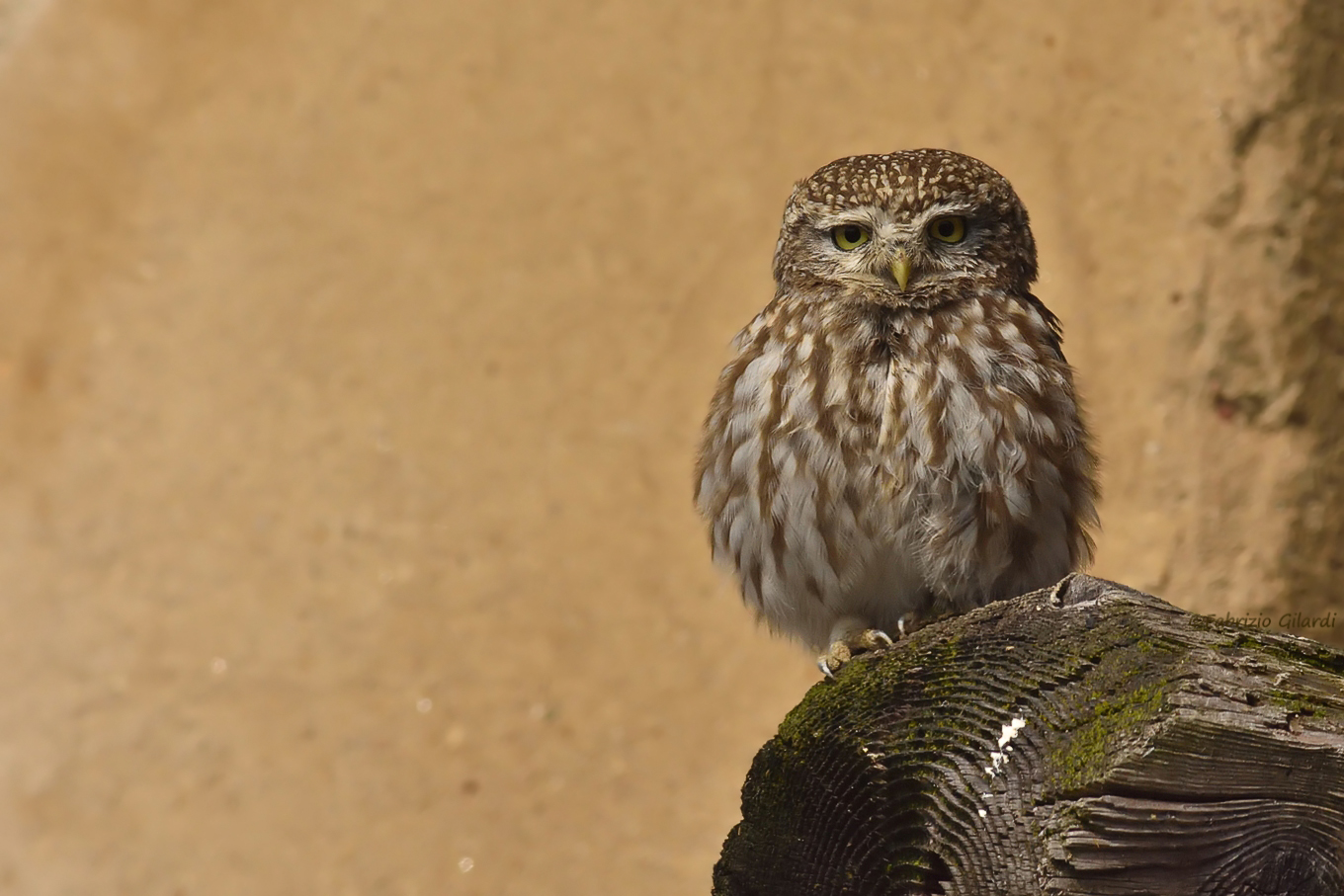 Owl (Athene Noctua)...