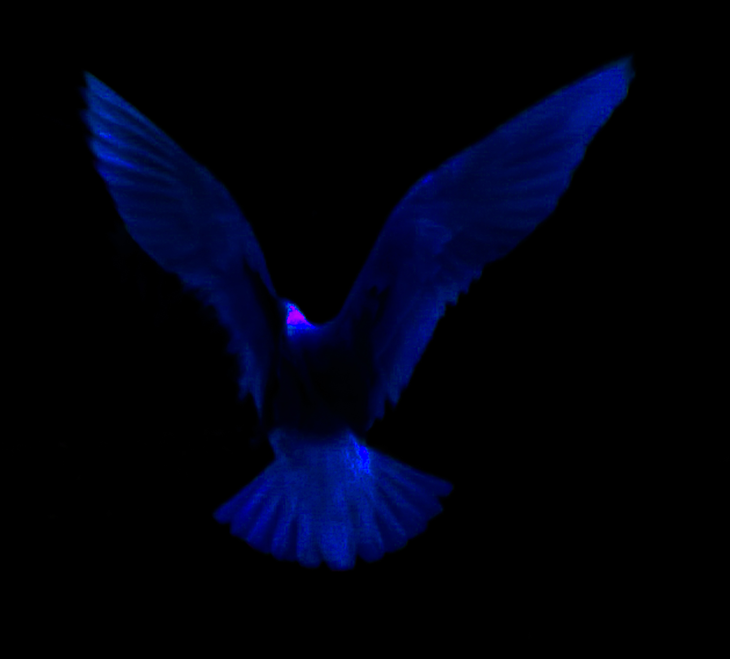 wings in the blue...