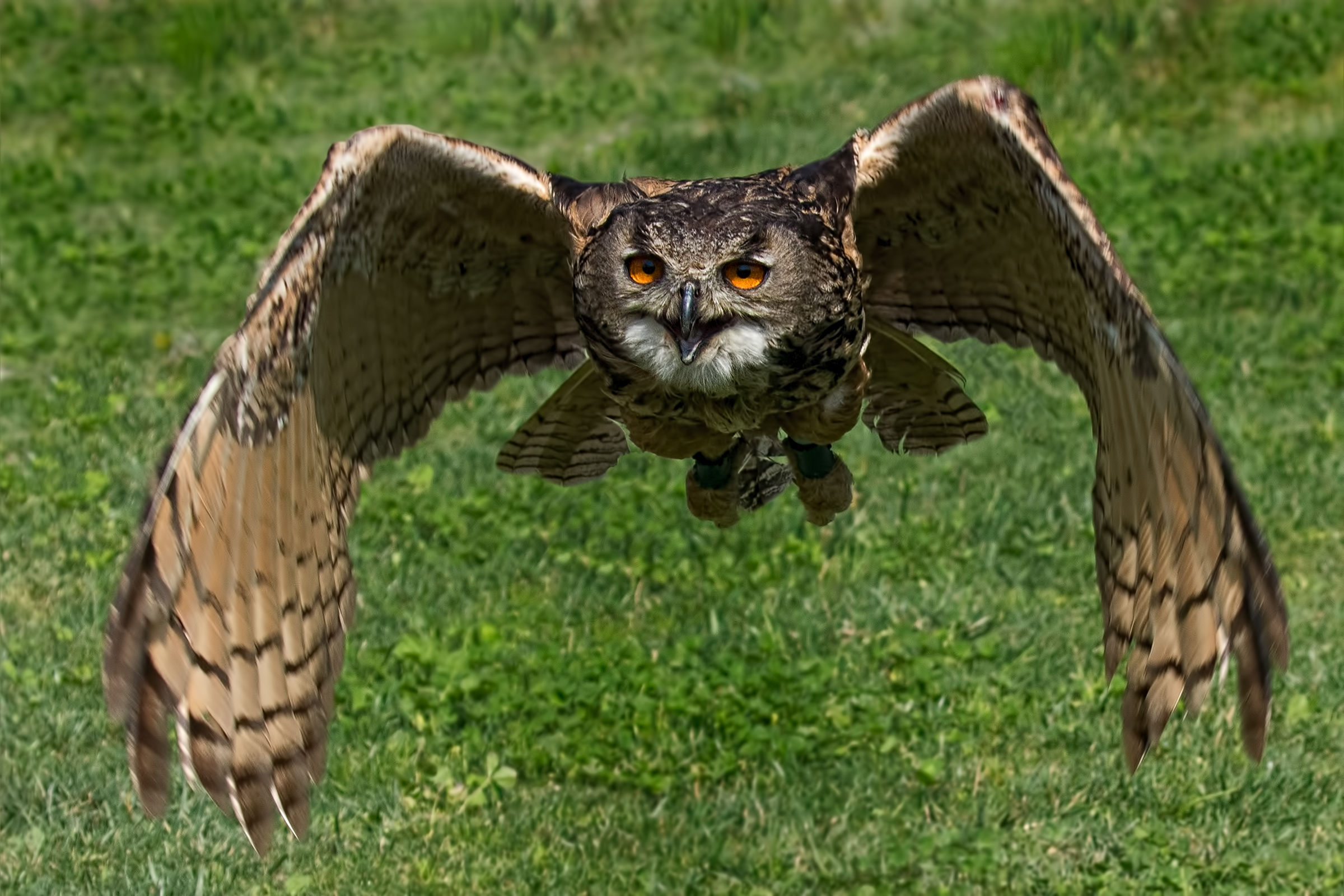 The flight of the Owl...