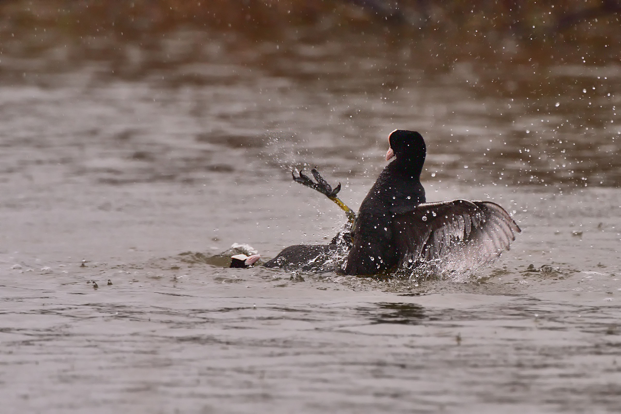 Coots in scuffle...