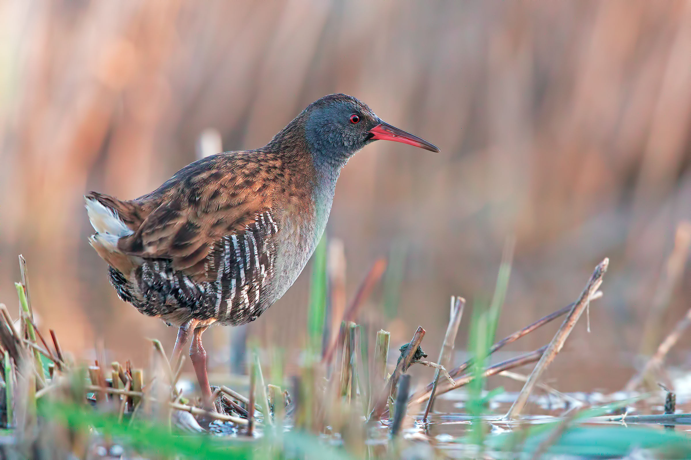 Water Rail...