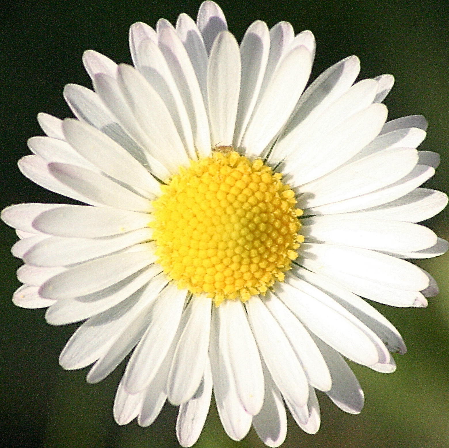 flower...