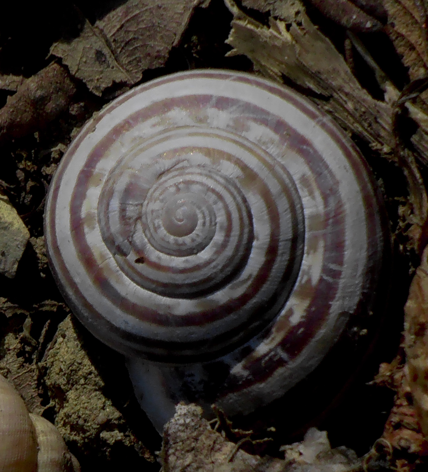 snail...
