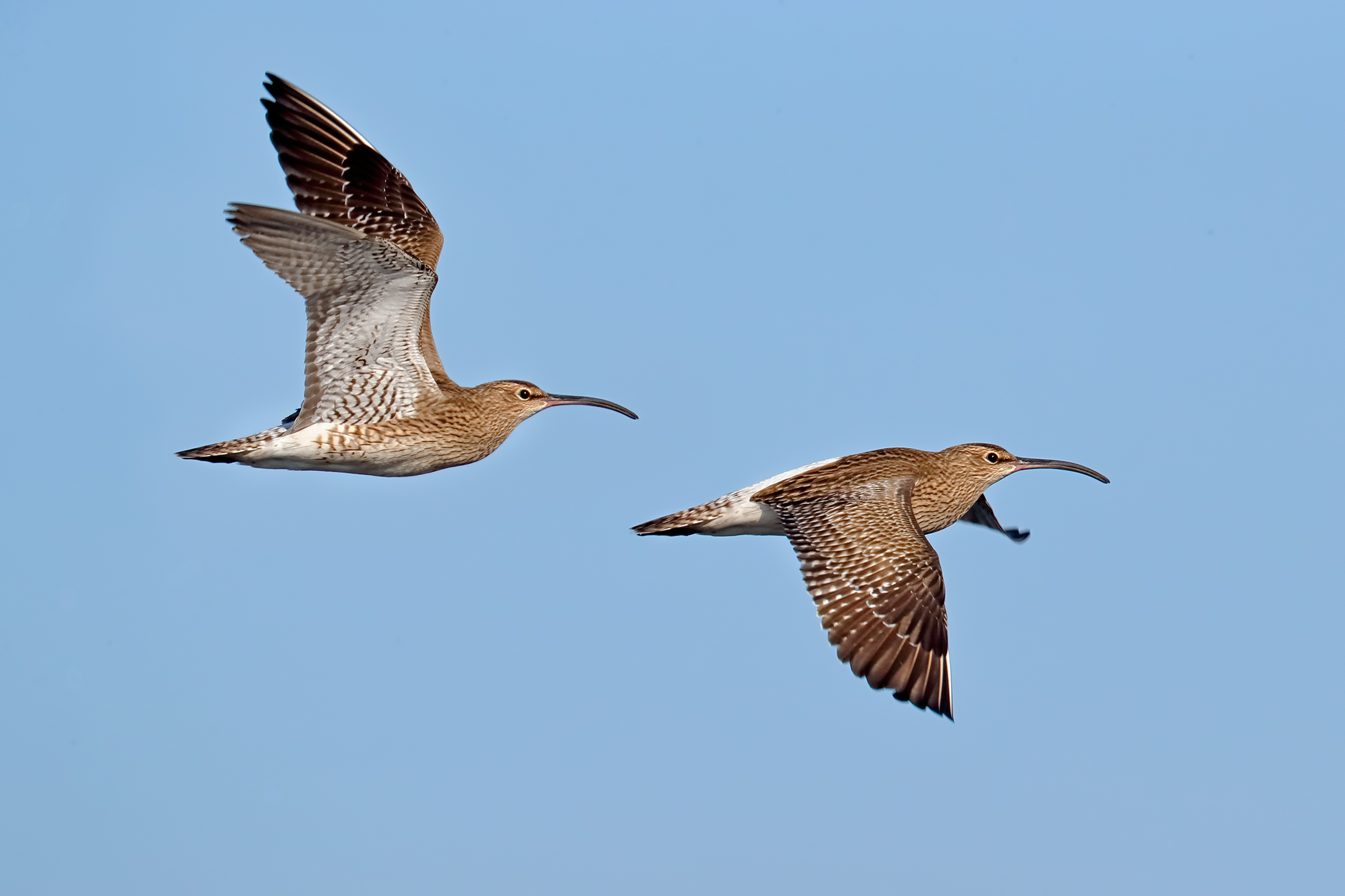 small flying Curlews...