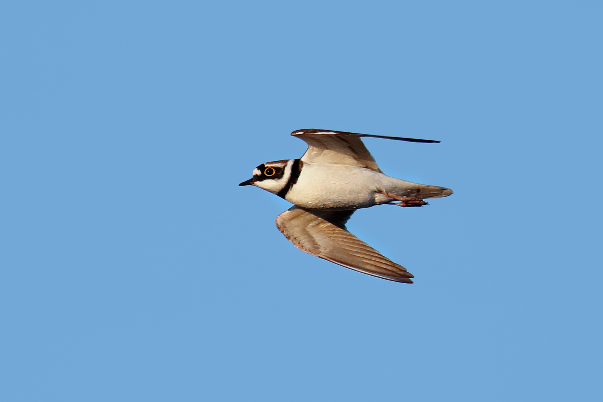 little Ringed Plover...