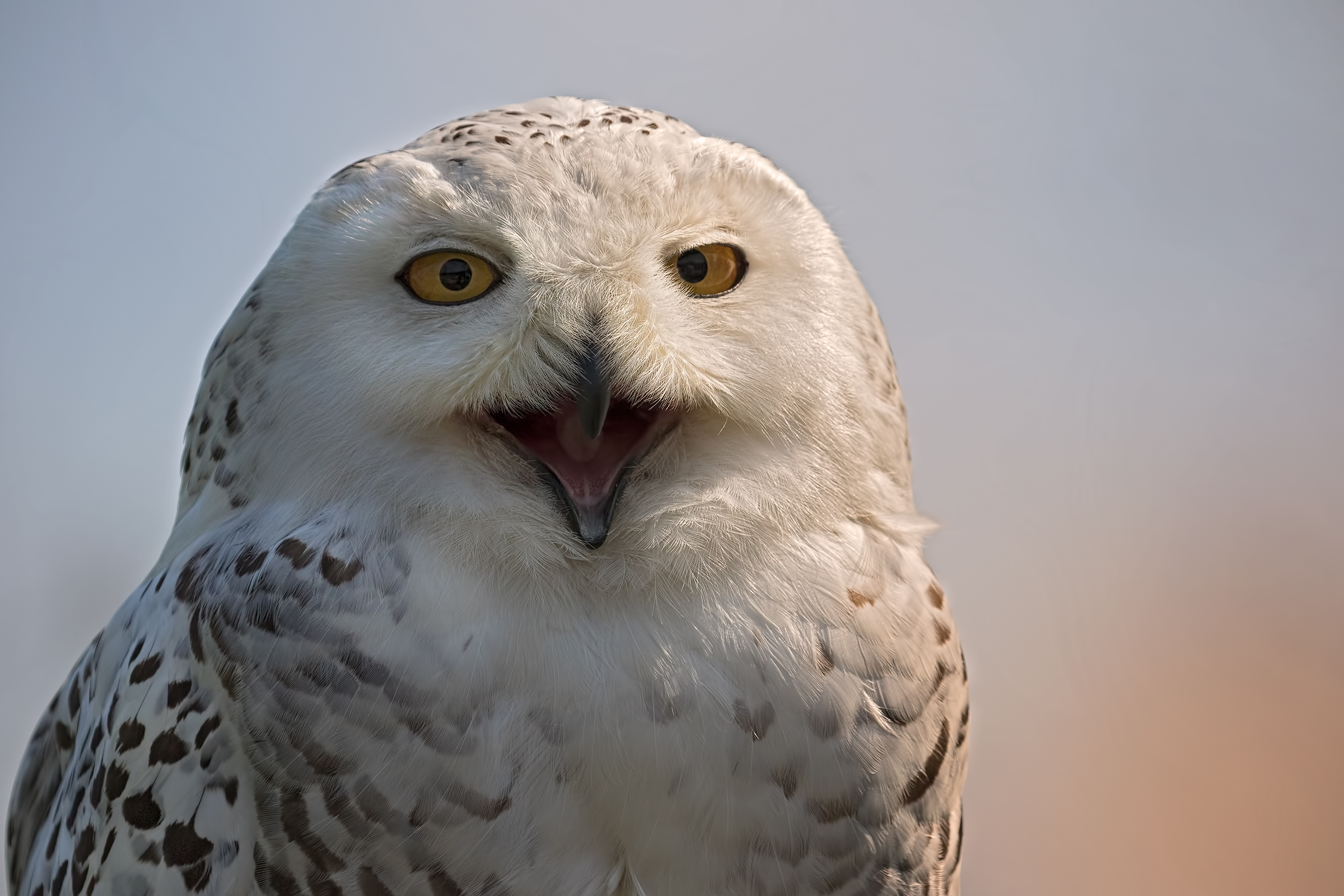 Snowy Owl (Bubo scandiacus)...