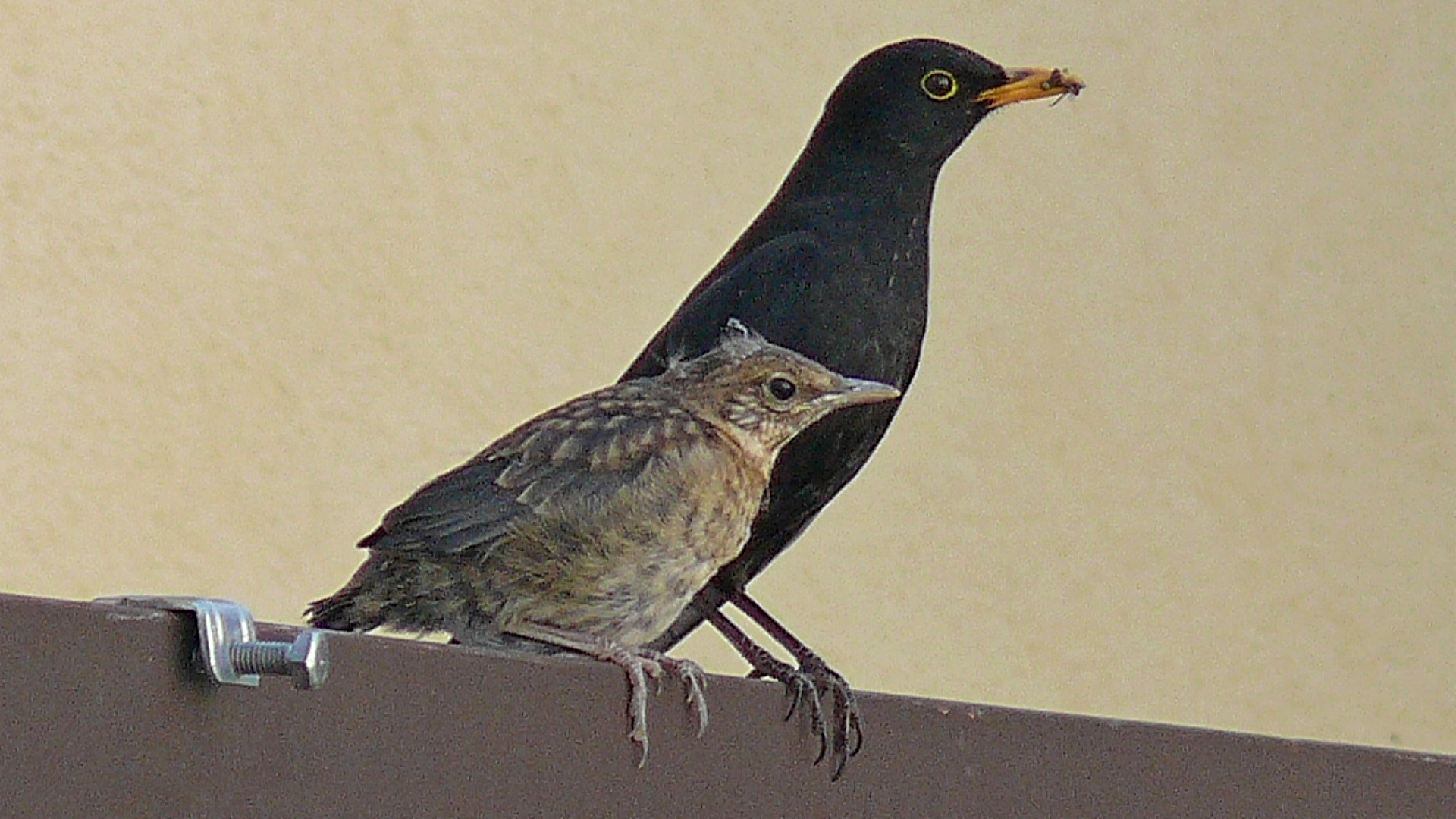 Blackbird fledgling and dad....