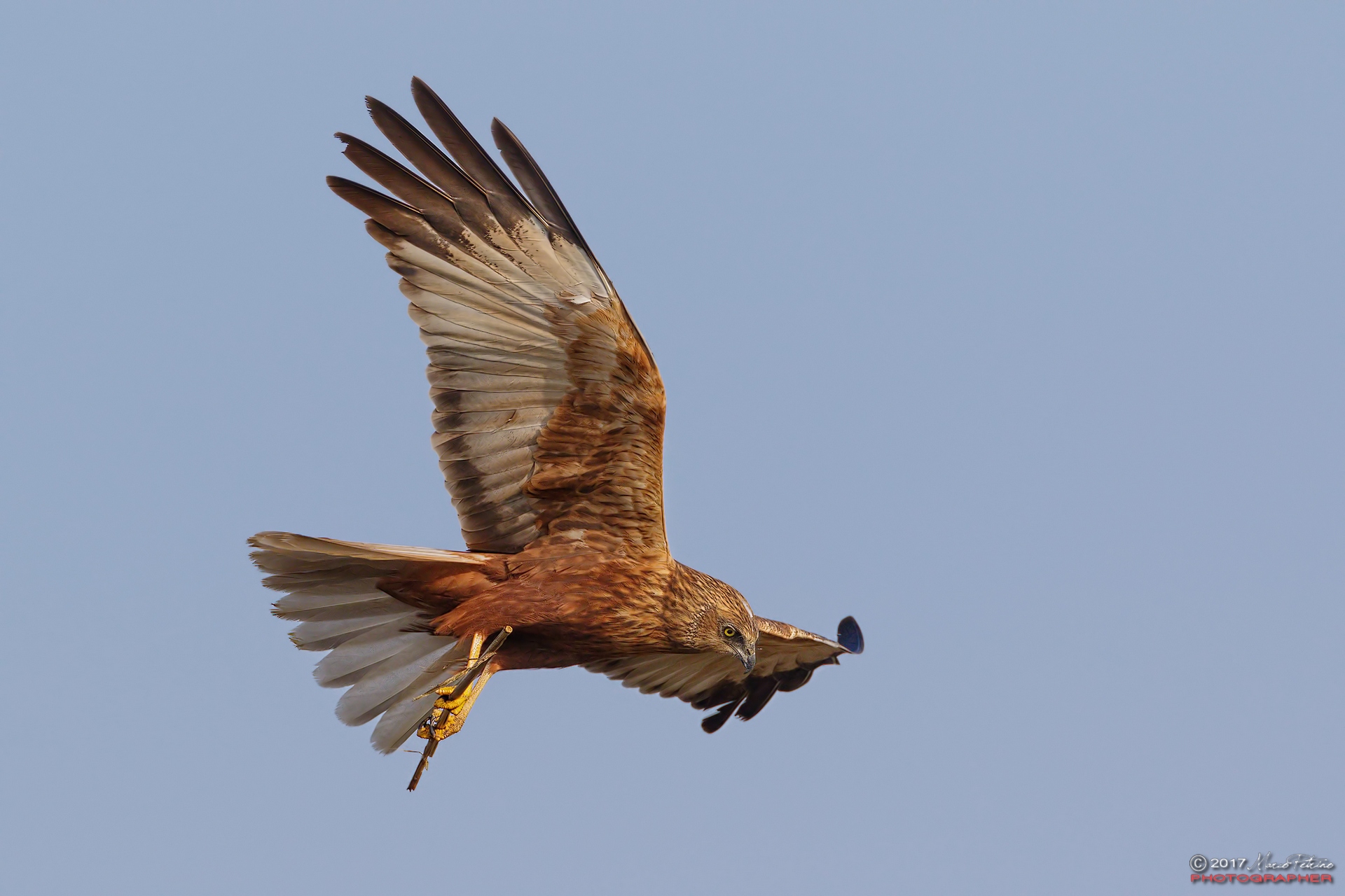 Marsh Harrier (Circus aeruginosus)...