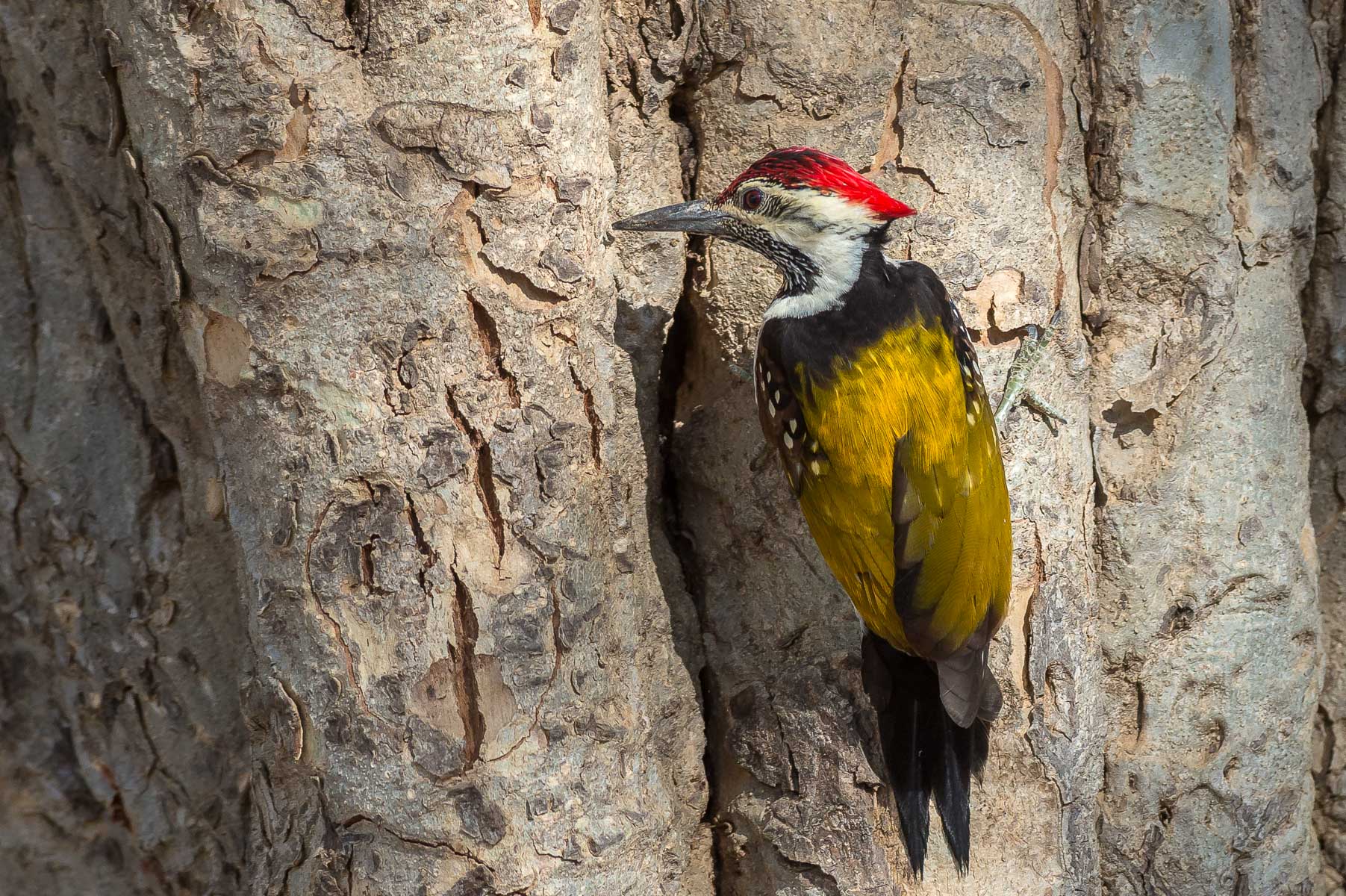 woodpecker goldenback...
