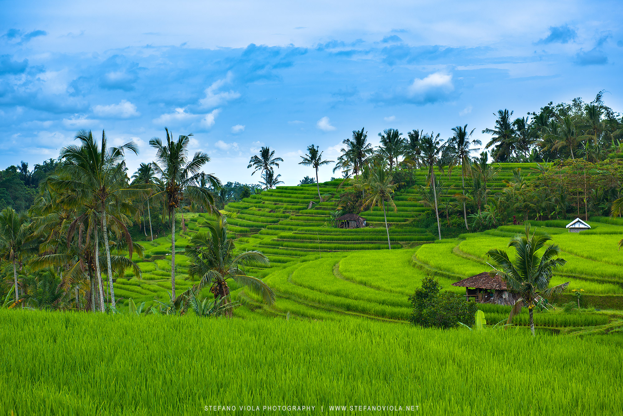Le Terrazze di riso di Jatiluwih, Bali...