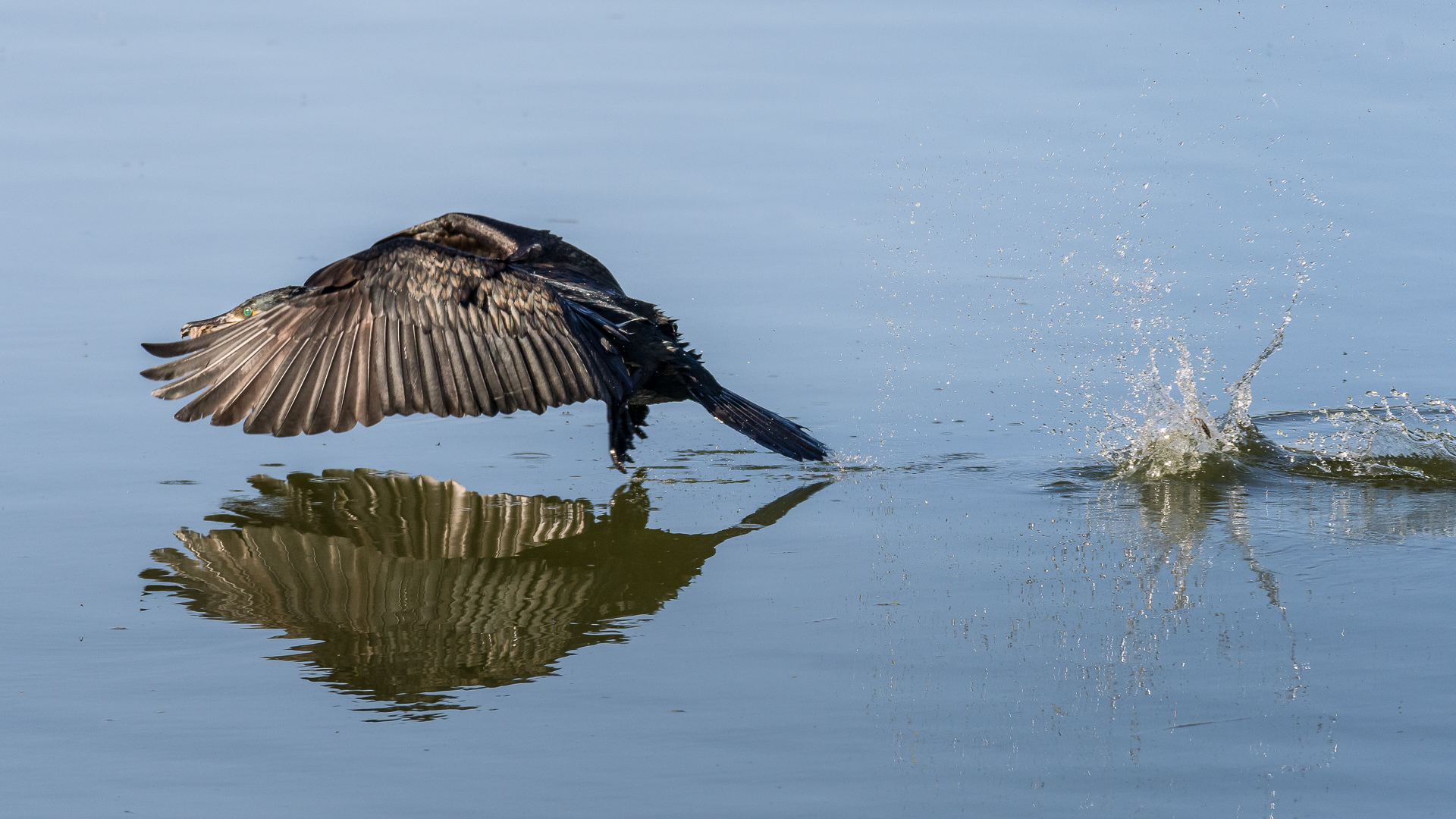 Cormorant taking off...